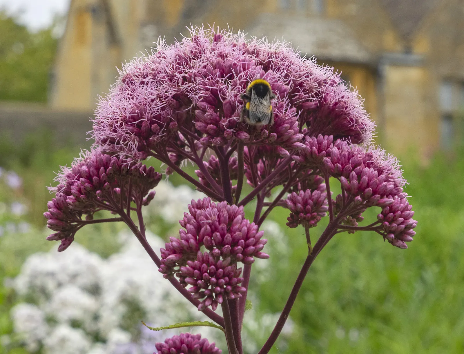 Joe Pye Weed (Eupatorium Purpureum) — Ideal for meadow-style landscapes and pollinator gardens; these flower heads can span up to 12 inches across, image 54