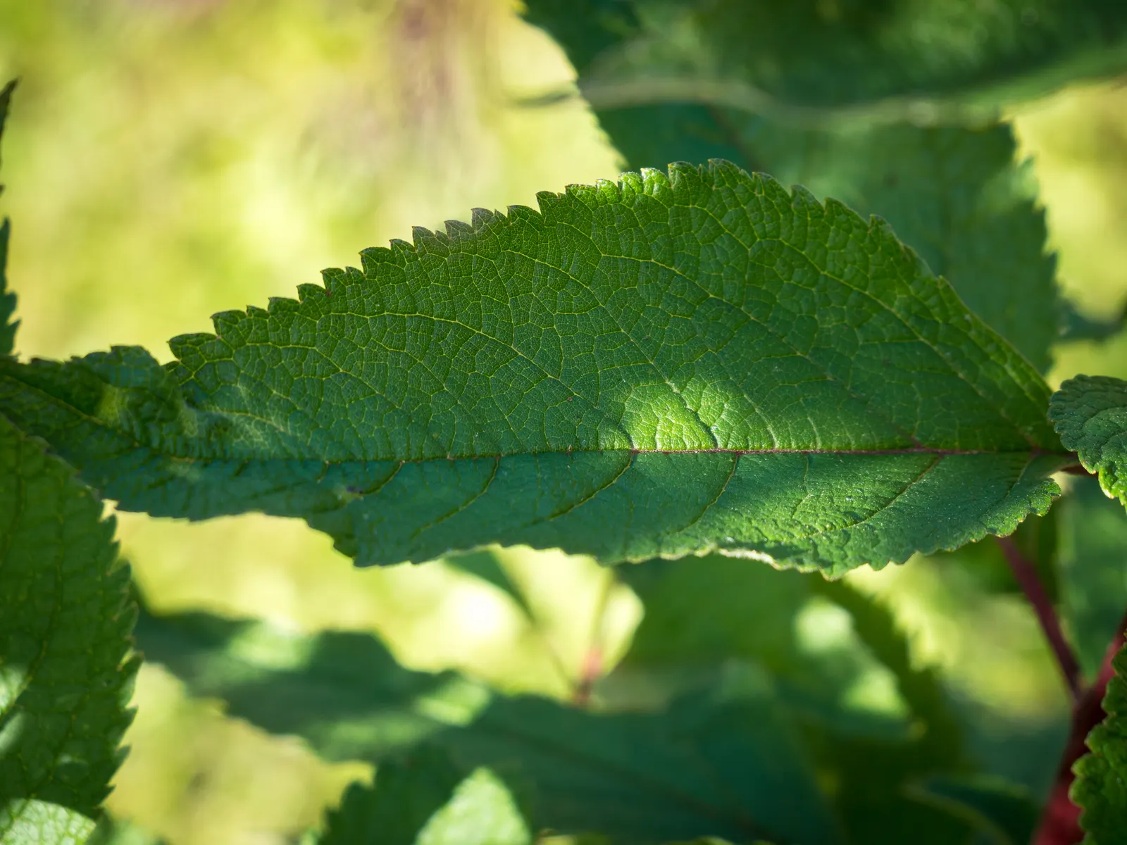Joe Pye Weed (Eupatorium Purpureum) — Ideal for meadow-style landscapes and pollinator gardens