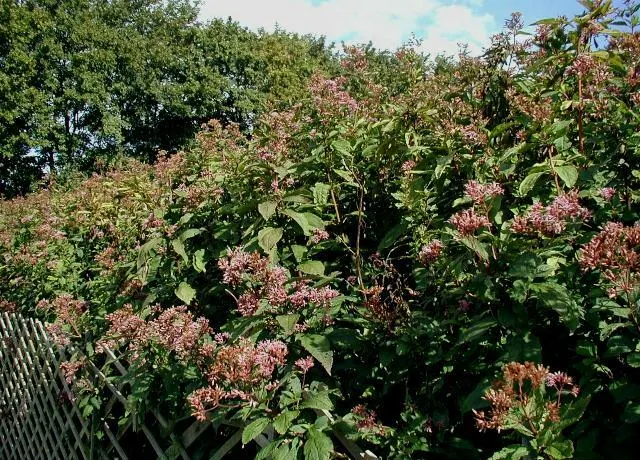Joe Pye Weed (Eupatorium Purpureum) — requiring minimal maintenance other than optional deadheading to promote additional blooms