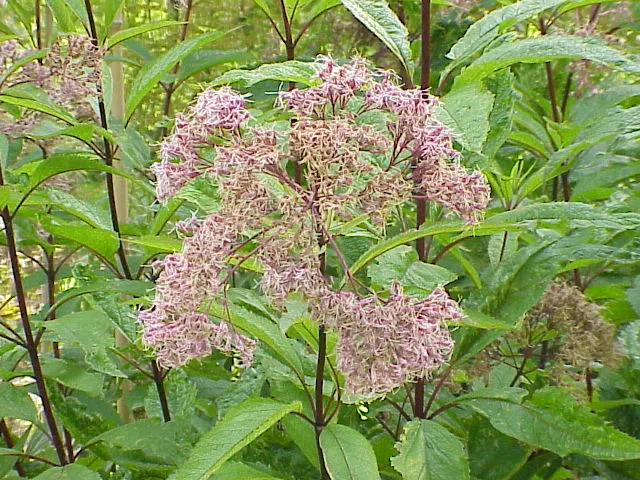 Joe Pye Weed (Eupatorium Purpureum) — scientifically named Eupatorium purpureum
