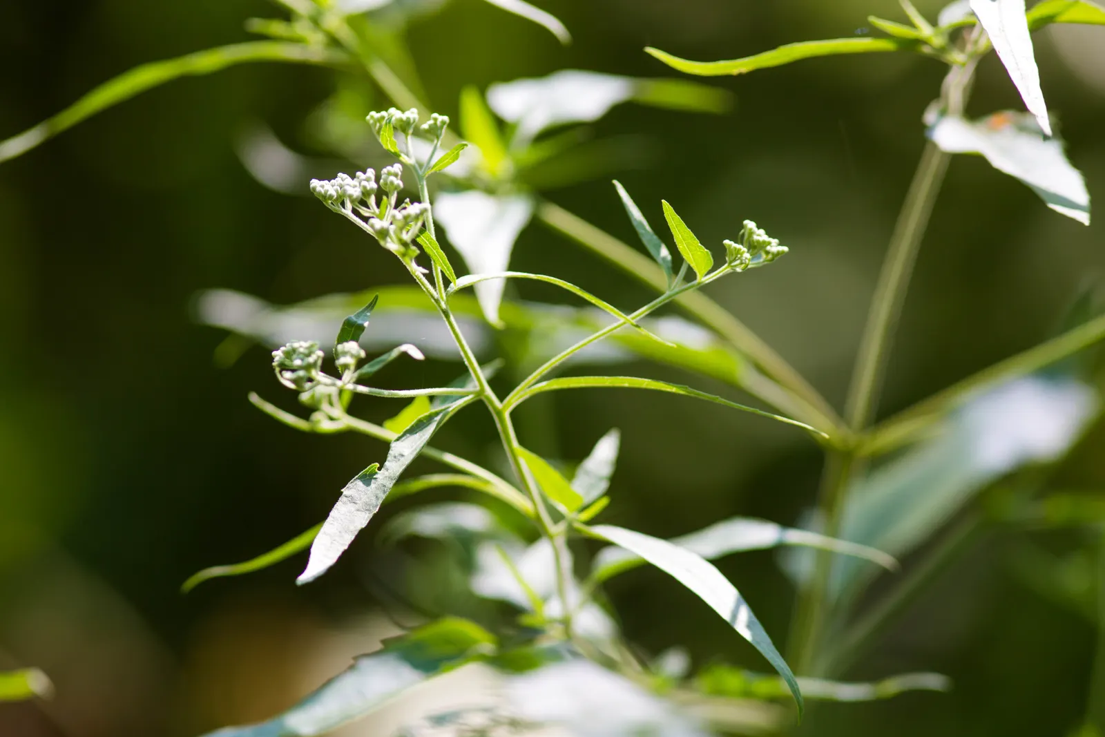 Joe Pye Weed (Eupatorium Purpureum) — and blooms from mid-summer to early fall; thriving in USDA zones 4-9 and reaching heights of 4-7 feet with a, image 76