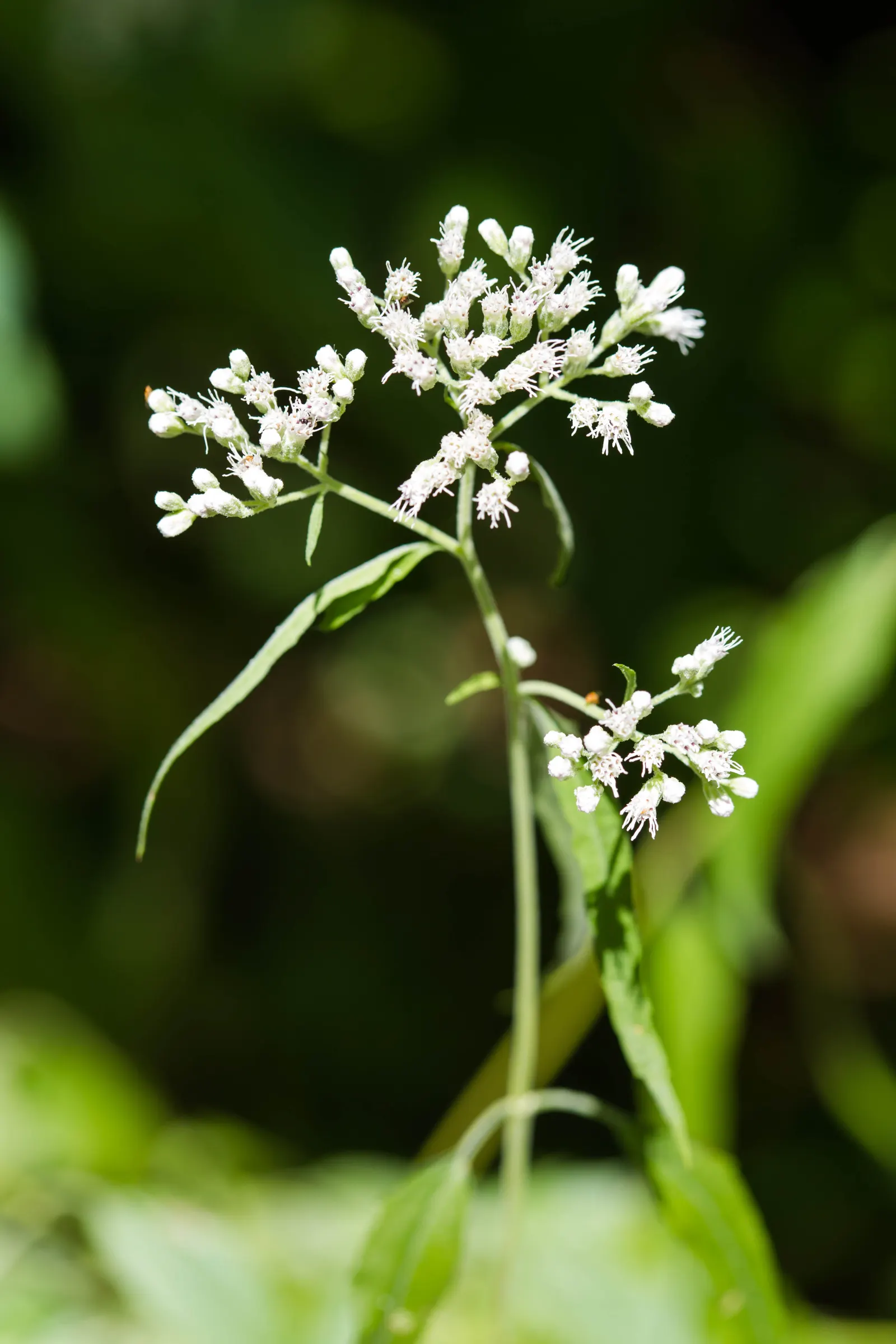 Joe Pye Weed (Eupatorium Purpureum) — the Joe Pye Weed's most notable feature is its dense clusters of tiny; eupatorium purpureum is undemanding when it comes