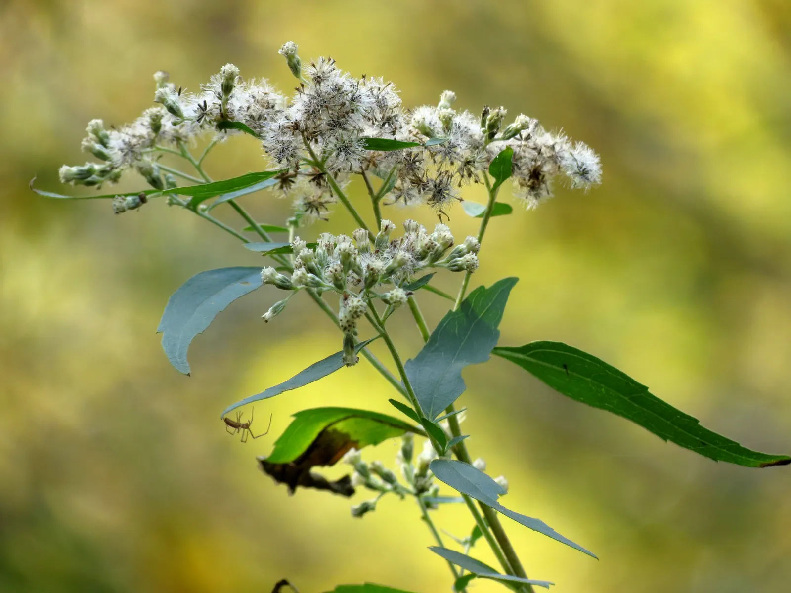 Joe Pye Weed (Eupatorium Purpureum) — This striking plant typically reaches an impressive 4 to 7 feet in height when mature; or as a backdrop in, image 58