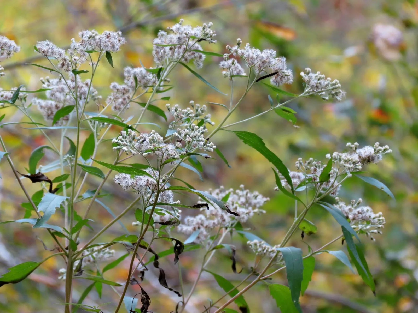 Joe Pye Weed (Eupatorium Purpureum) — though it flourishes in medium to wet conditions with full sun to partial shade exposure; the robust Joe Pye, image 65