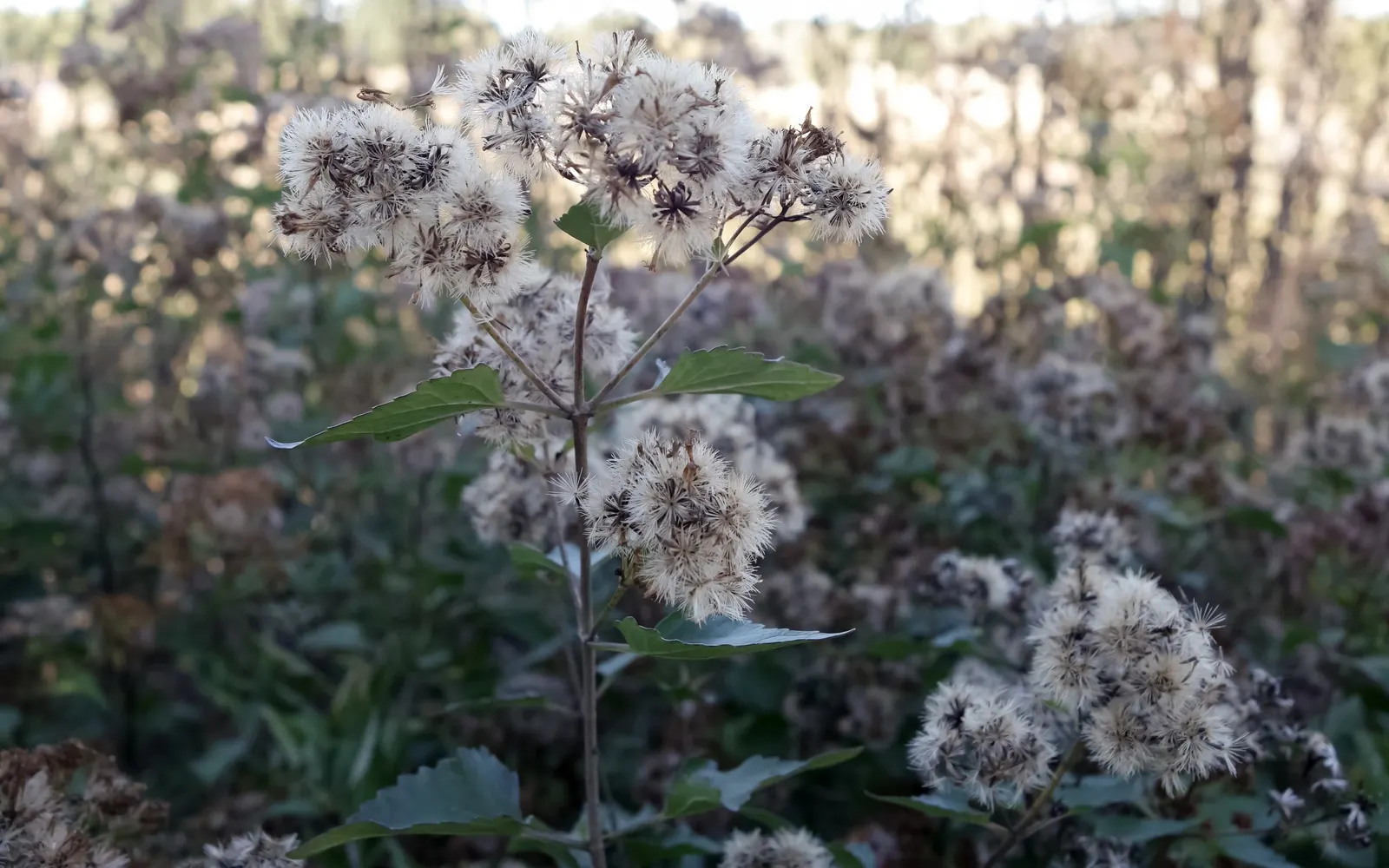 Joe Pye Weed (Eupatorium Purpureum) — This striking plant typically reaches an impressive 4 to 7 feet in height when mature; or as a backdrop in, image 82