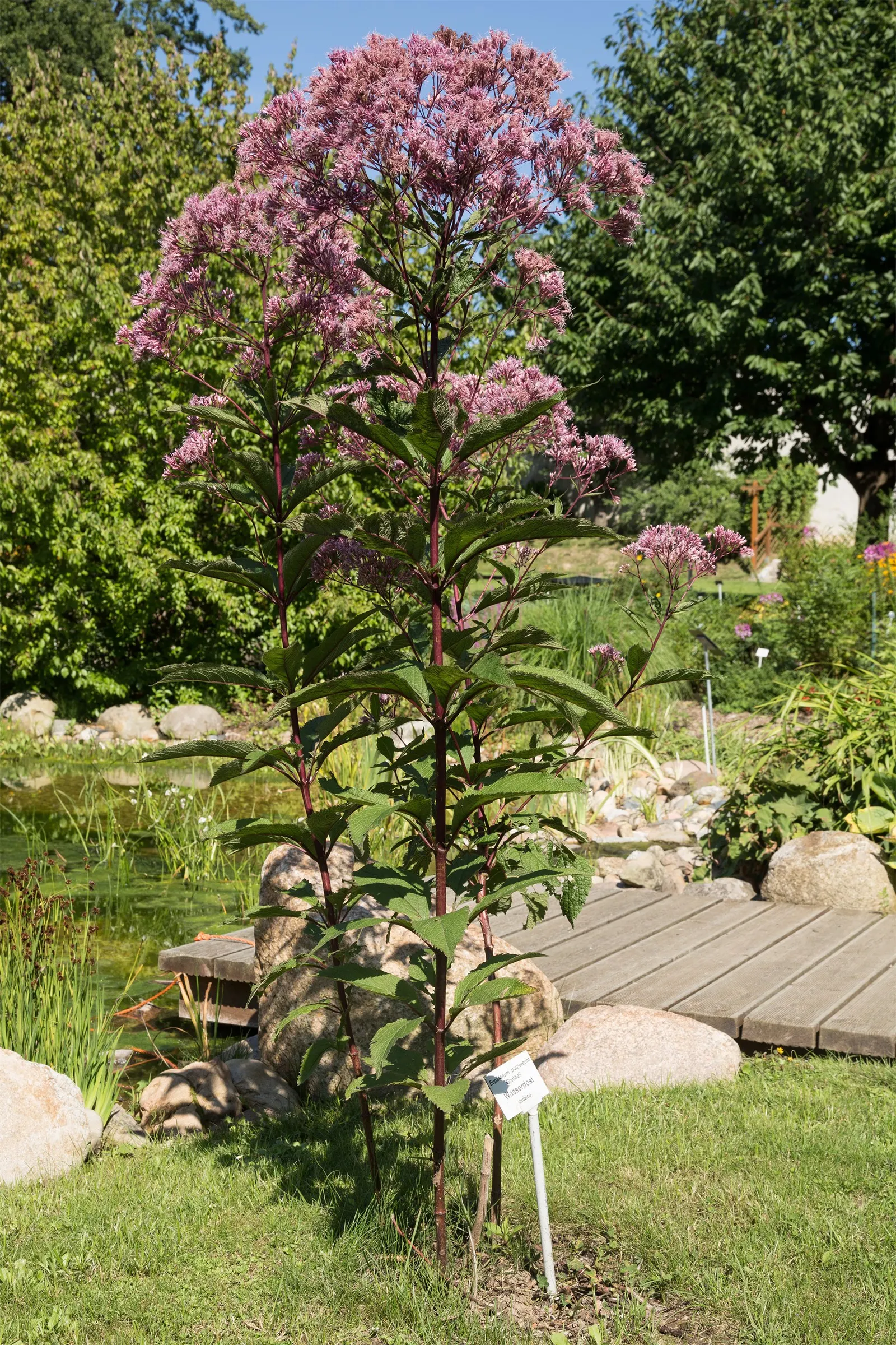Joe Pye Weed (Eupatorium Purpureum) — This native plant prefers full sun to part shade and moist