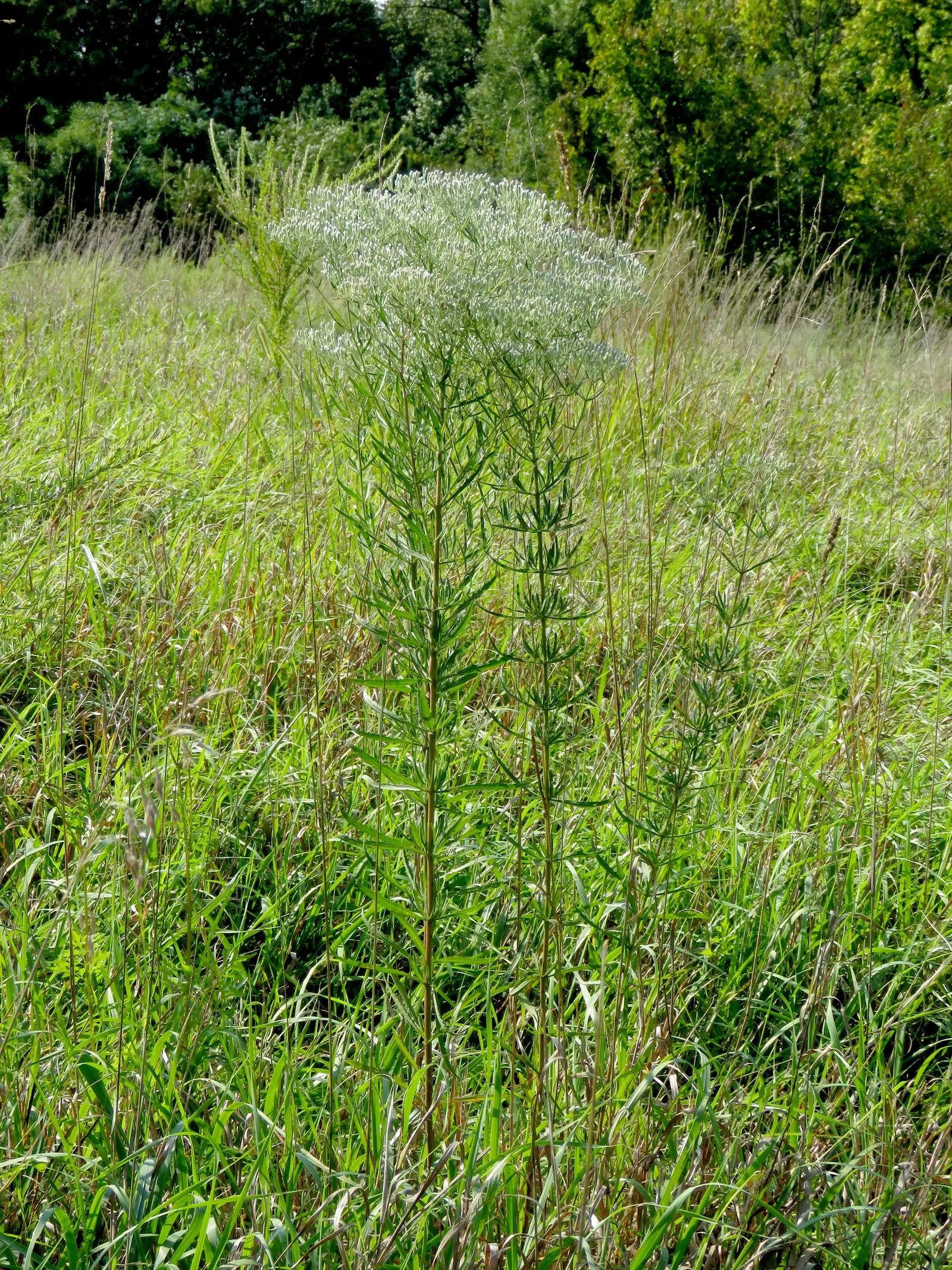 Joe Pye Weed (Eupatorium Purpureum) — attracting butterflies and beneficial insects; is a stately perennial native to North America, image 53