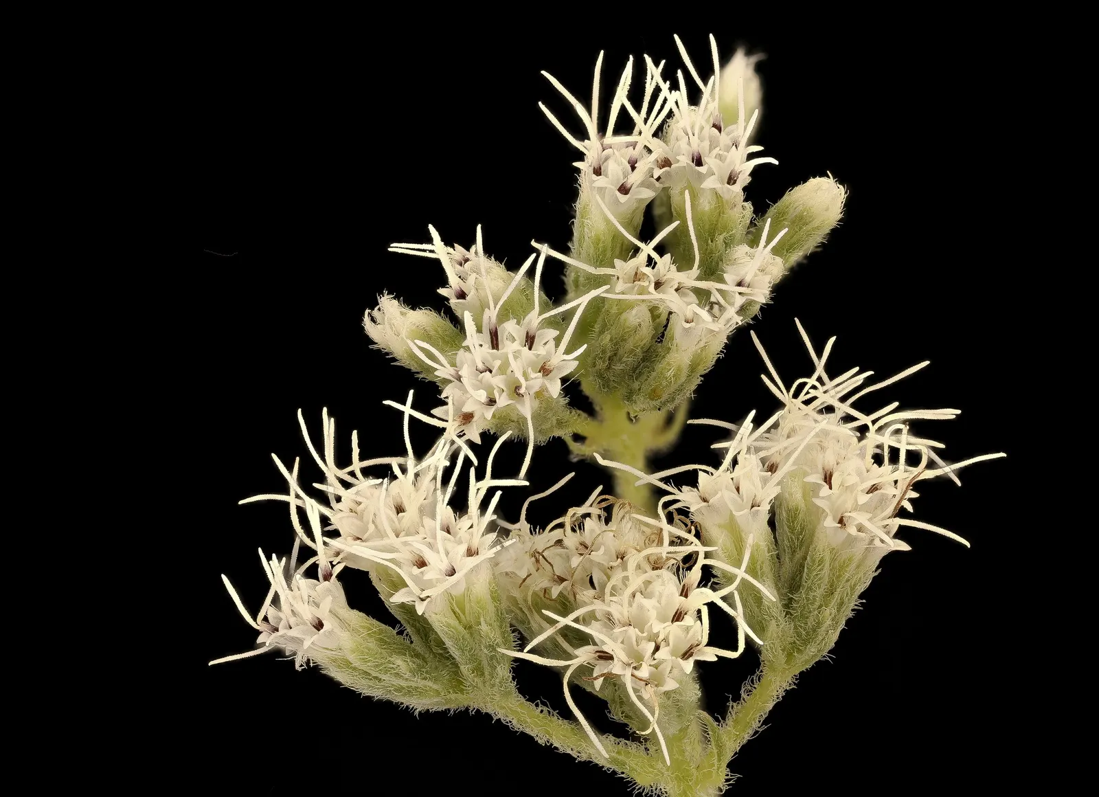 Joe Pye Weed (Eupatorium Purpureum) — revered for its statuesque height and ability to attract butterflies and pollinators
