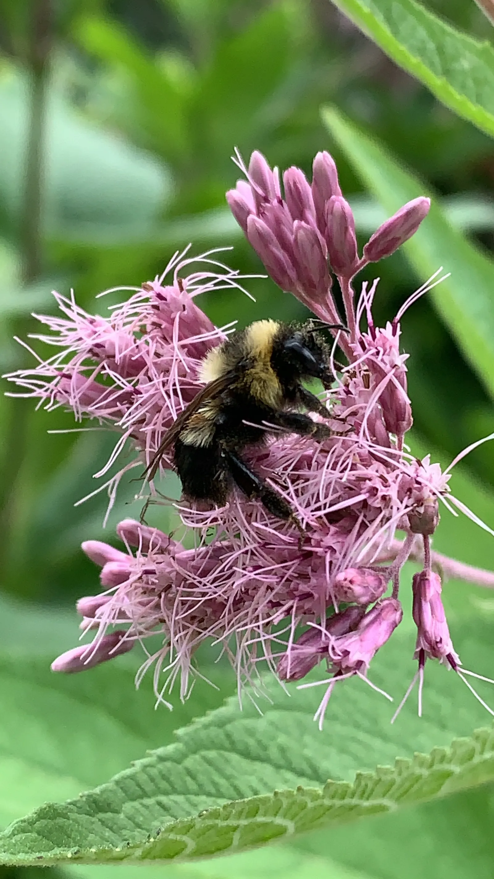 Joe Pye Weed (Eupatorium Purpureum) — mauve-pink flowers which crown the plant from late summer into fall