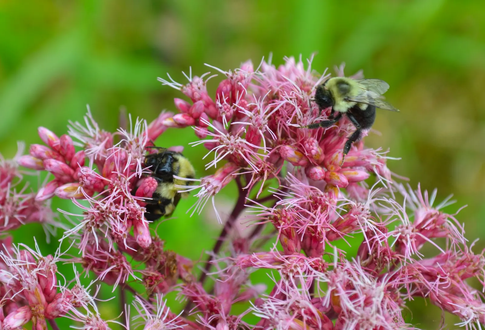 Joe Pye Weed (Eupatorium Purpureum) — thriving in USDA zones 4-9 and reaching heights of 4-7 feet with a spread of 2-4 feet; and blooms from mid-summer to