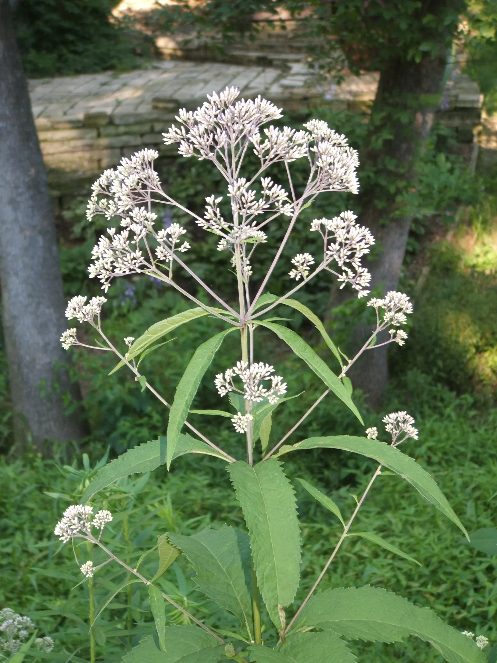 Joe Pye Weed (Eupatorium Purpureum) — the robust Joe Pye Weed is largely pest-free