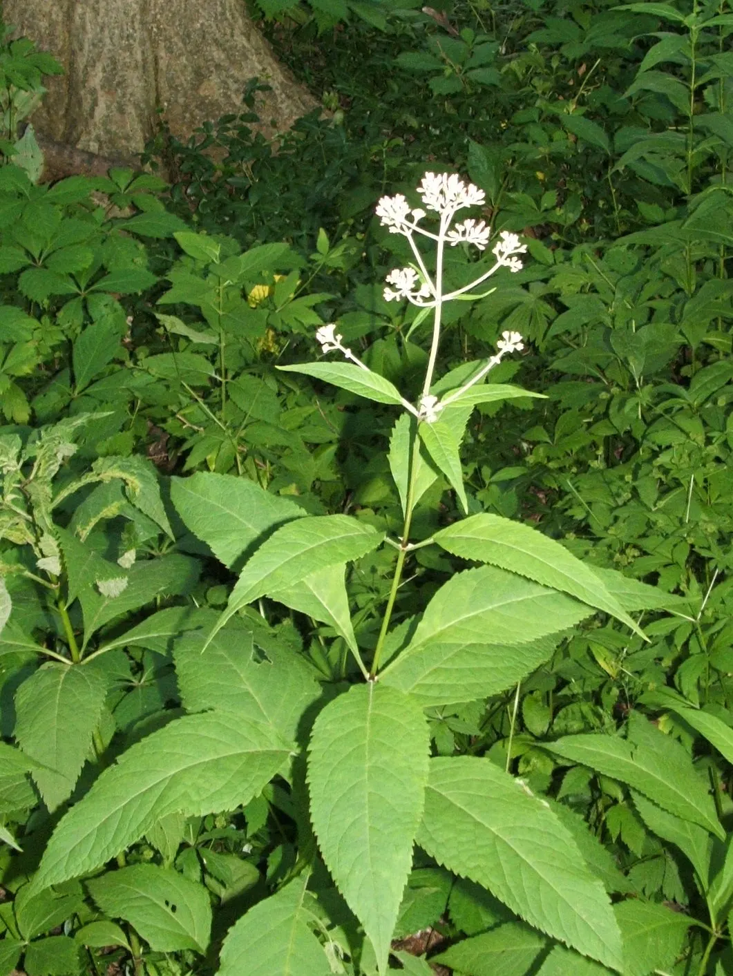 Joe Pye Weed (Eupatorium Purpureum) — perennial with lavender and purple blooms