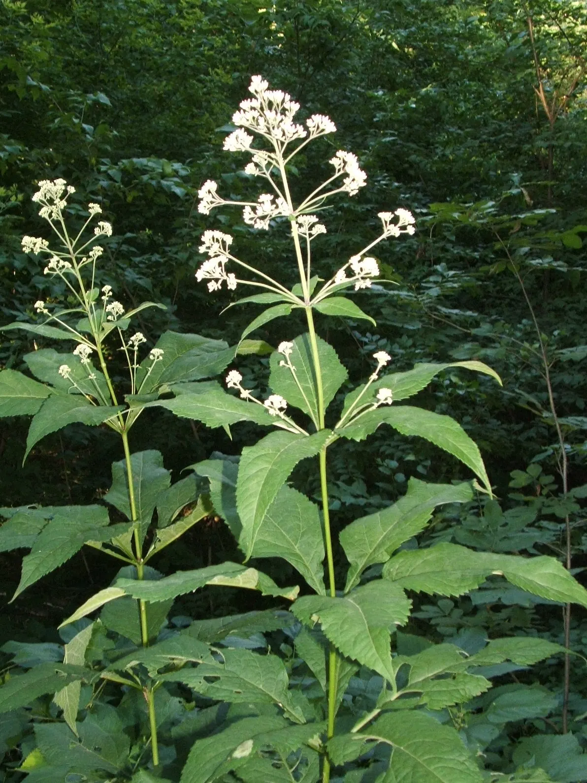 Joe Pye Weed (Eupatorium Purpureum) — though it flourishes in medium to wet conditions with full sun to partial shade exposure; the robust Joe Pye Weed is