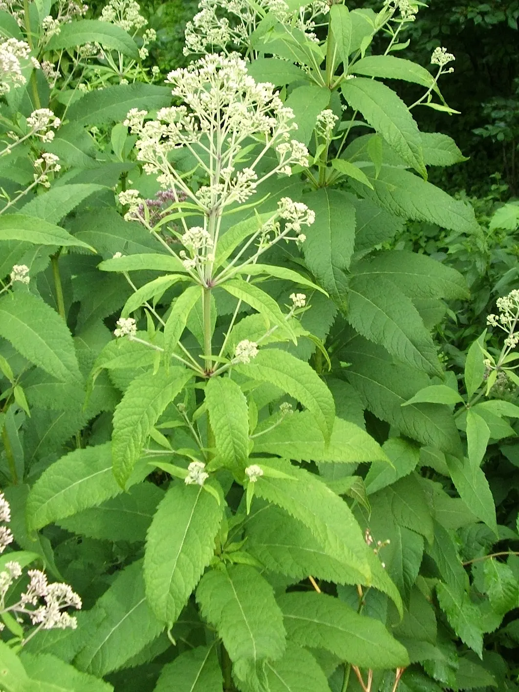 Joe Pye Weed (Eupatorium Purpureum) — is a stately perennial native to North America