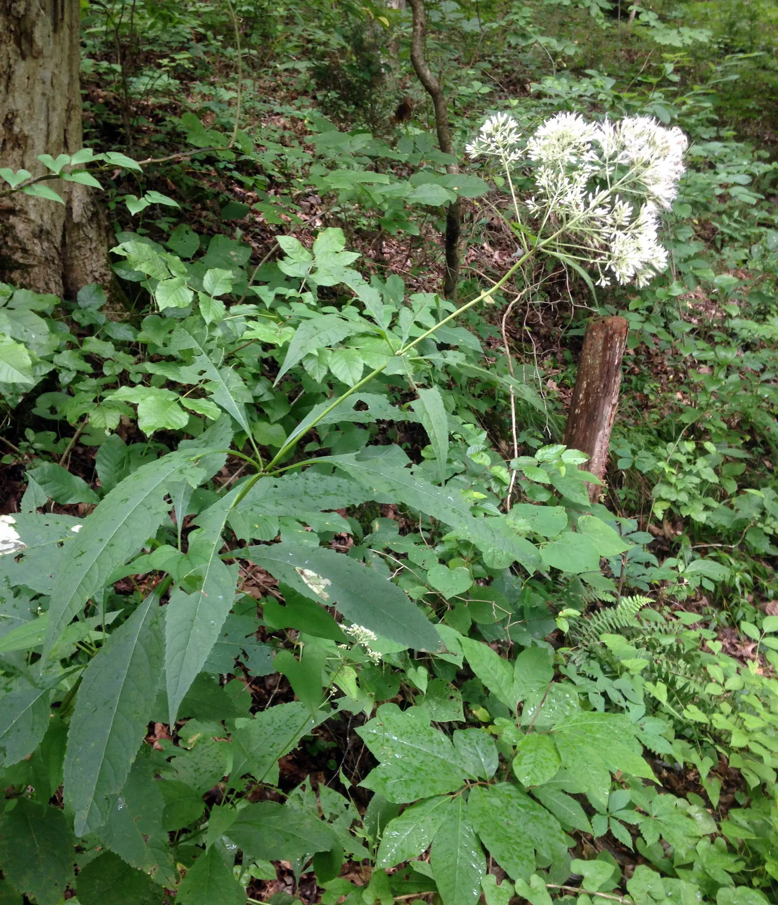 Joe Pye Weed (Eupatorium Purpureum) — though it flourishes in medium to wet conditions with full sun to partial shade exposure
