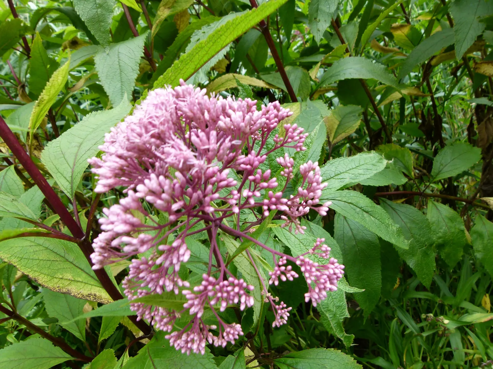 Joe Pye Weed (Eupatorium Purpureum) — revered for its statuesque height and ability to attract butterflies and pollinators; making it a dominant presence in