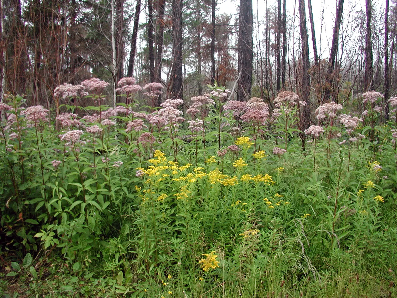 Joe Pye Weed (Eupatorium Purpureum) — lavender and purple flowers in the garden; scientifically named Eupatorium purpureum, image 70