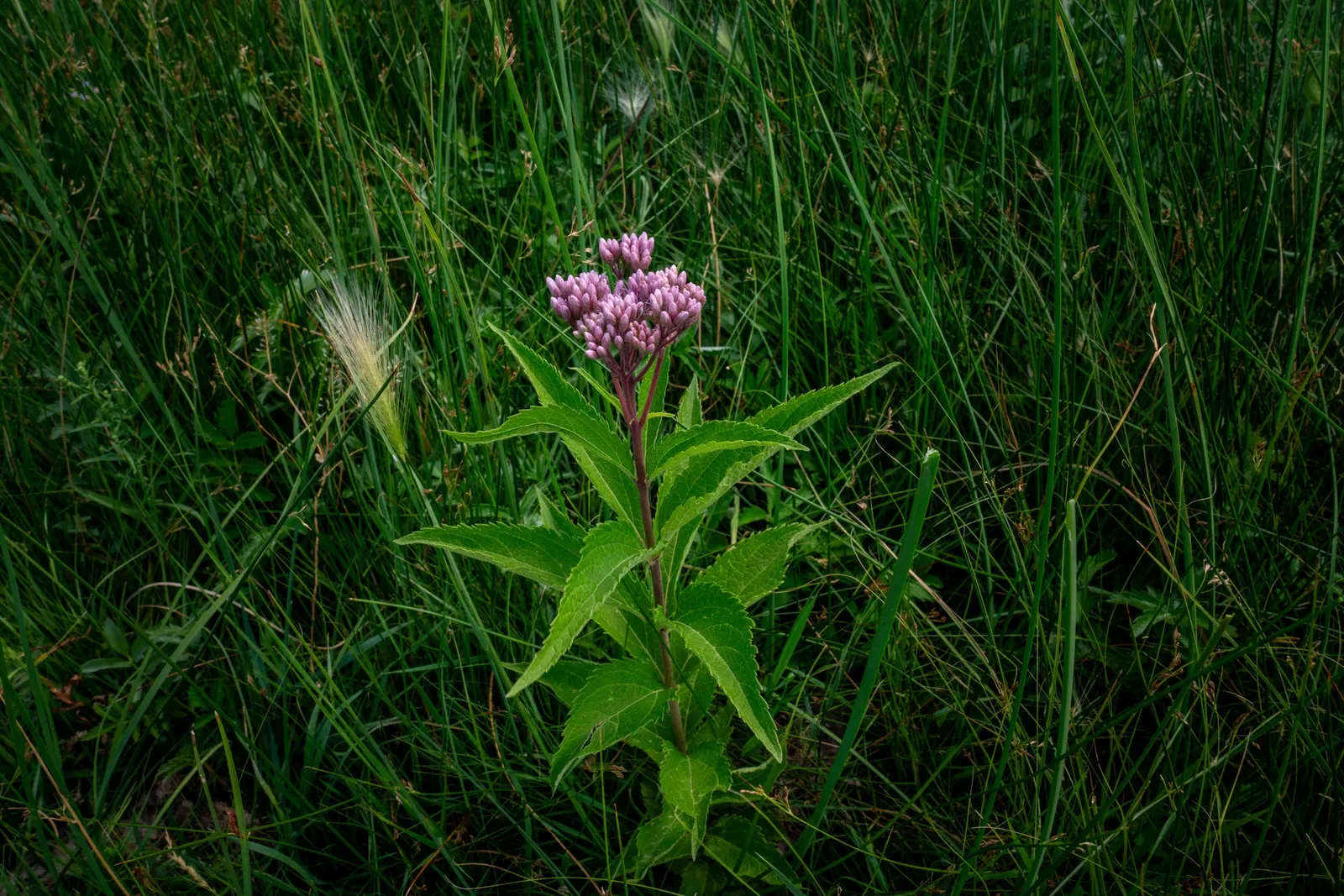 Joe Pye Weed (Eupatorium Purpureum) — It showcases fluffy, mauve-pink flower clusters atop tall stems with whorled, lance-shaped leaves; with a, image 74