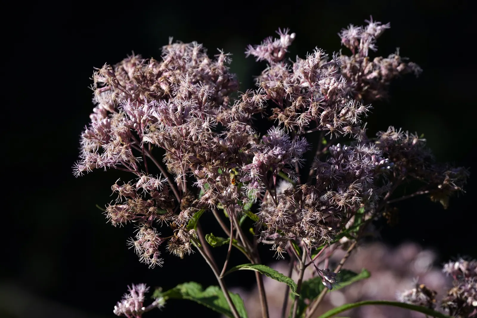 Joe Pye Weed (Eupatorium Purpureum) — It showcases fluffy, mauve-pink flower clusters atop tall stems with whorled, lance-shaped leaves; with a spread of about