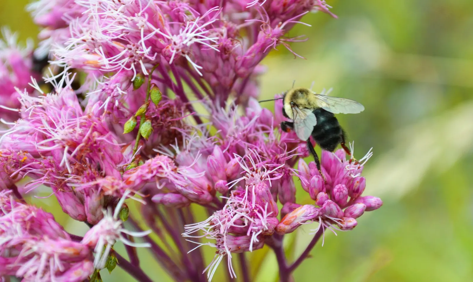Joe Pye Weed (Eupatorium Purpureum) — and blooms from mid-summer to early fall; thriving in USDA zones 4-9 and reaching heights of 4-7 feet with a spread of