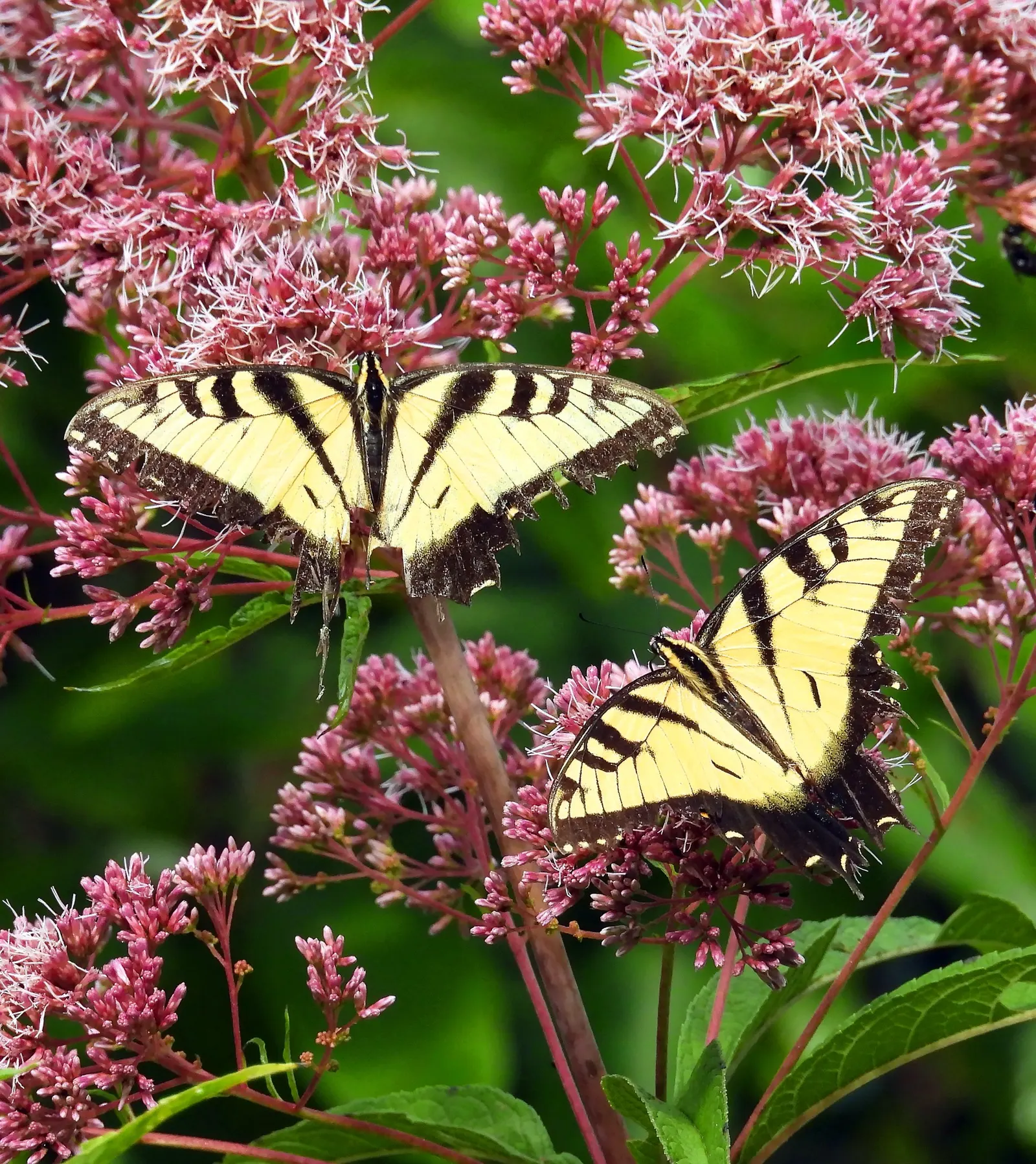 Joe Pye Weed (Eupatorium Purpureum) — is a stately perennial native to North America; attracting butterflies and beneficial insects, image 56