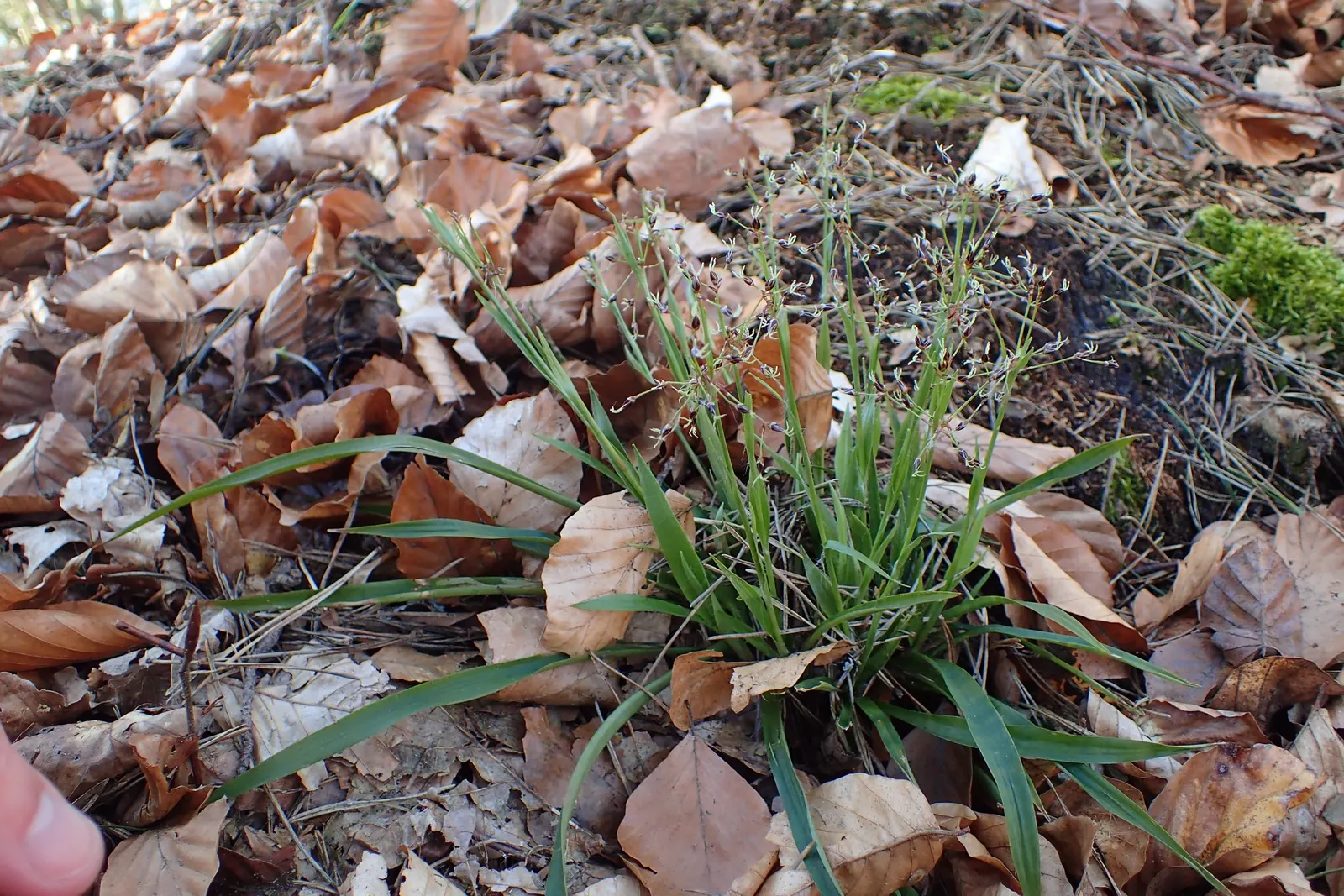 Hairy Wood Rush (Luzula Pilosa) — commonly referred to as Hairy Wood Rush; it prefers well-drained soil