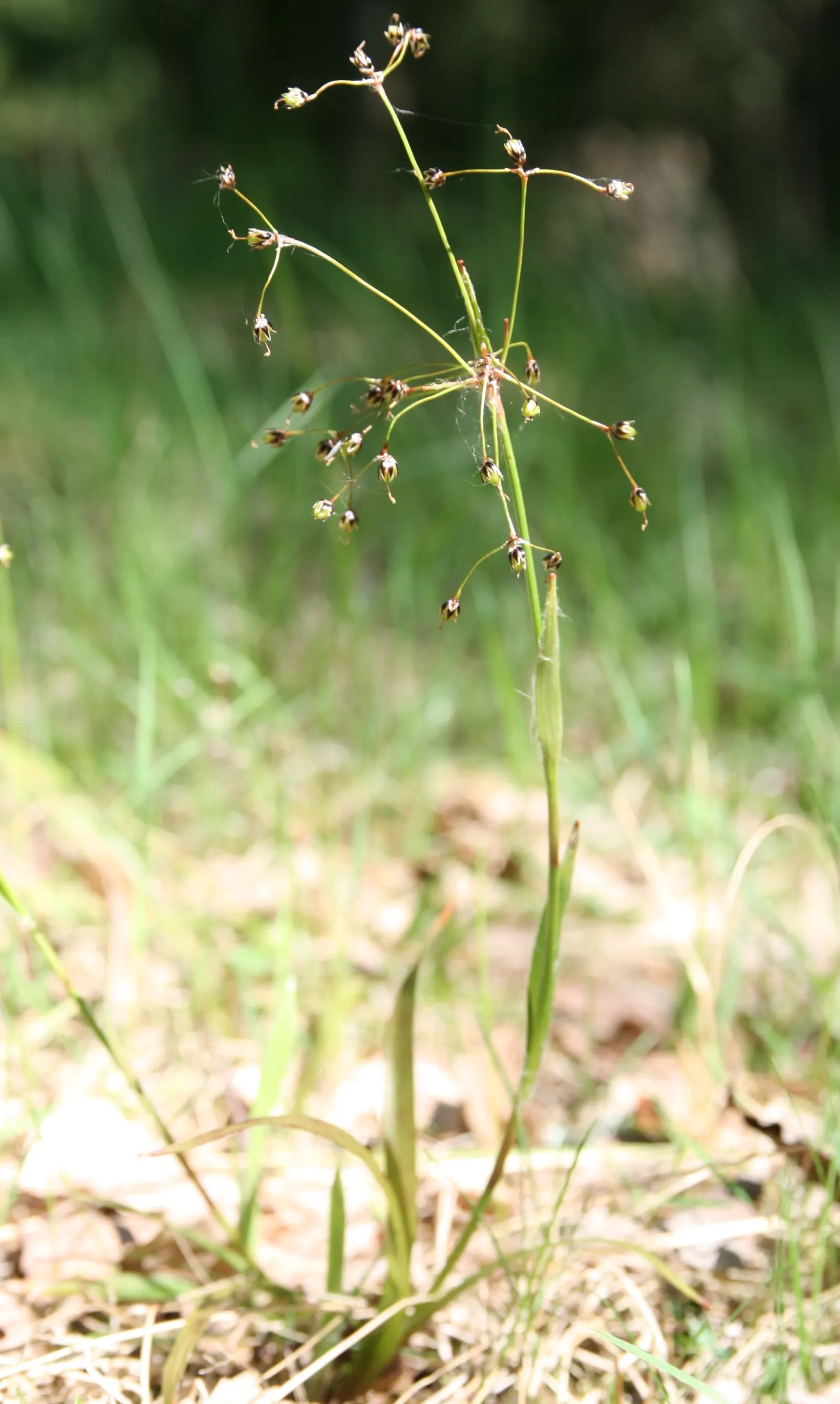 Hairy Wood Rush (Luzula Pilosa) — This hardy plant is native to the cooler regions of the Northern Hemisphere; grass for full or half or shade, image 66