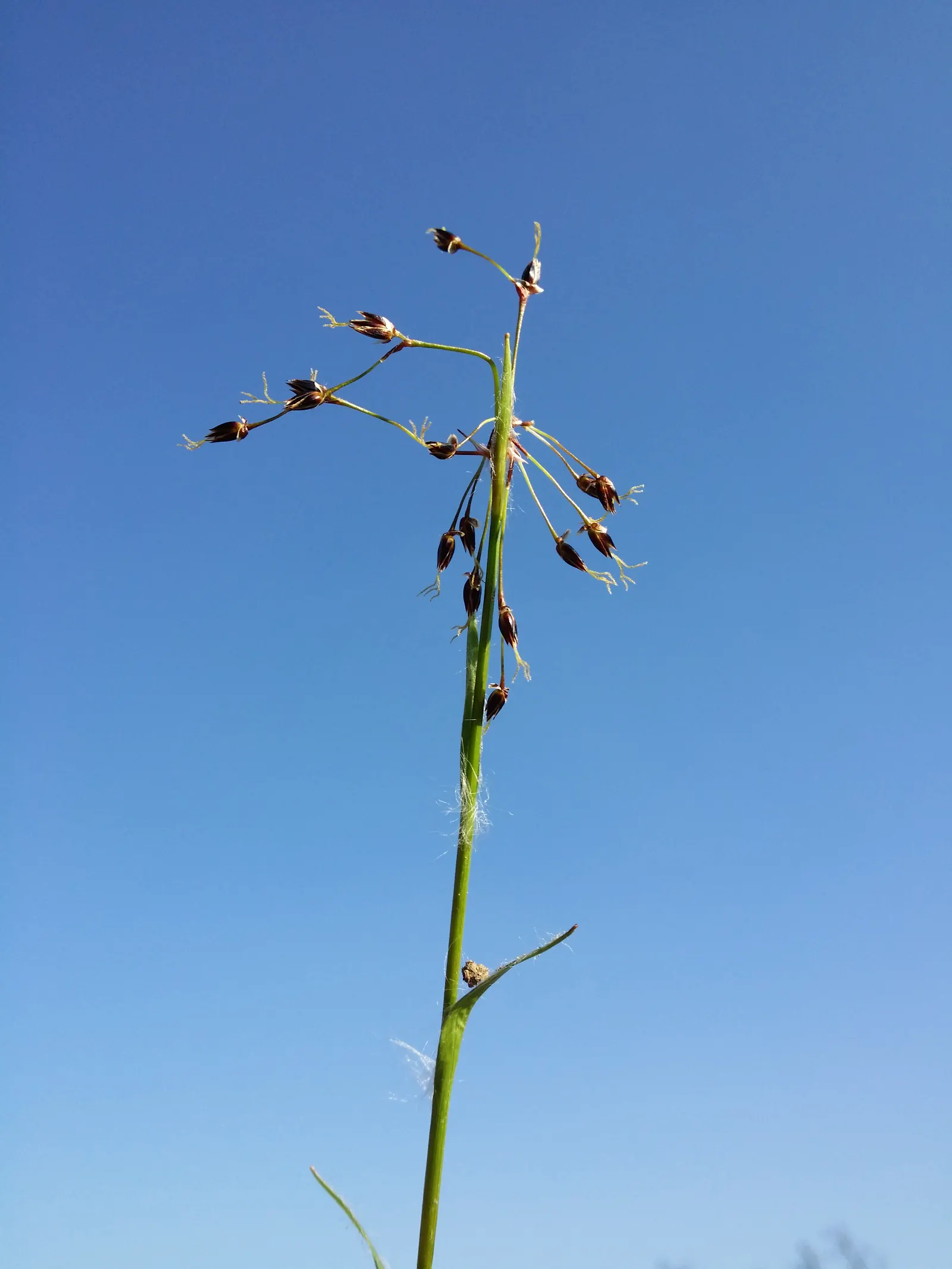 Hairy Wood Rush (Luzula Pilosa) — grass for full or half or shade; inviting element in a garden year-round