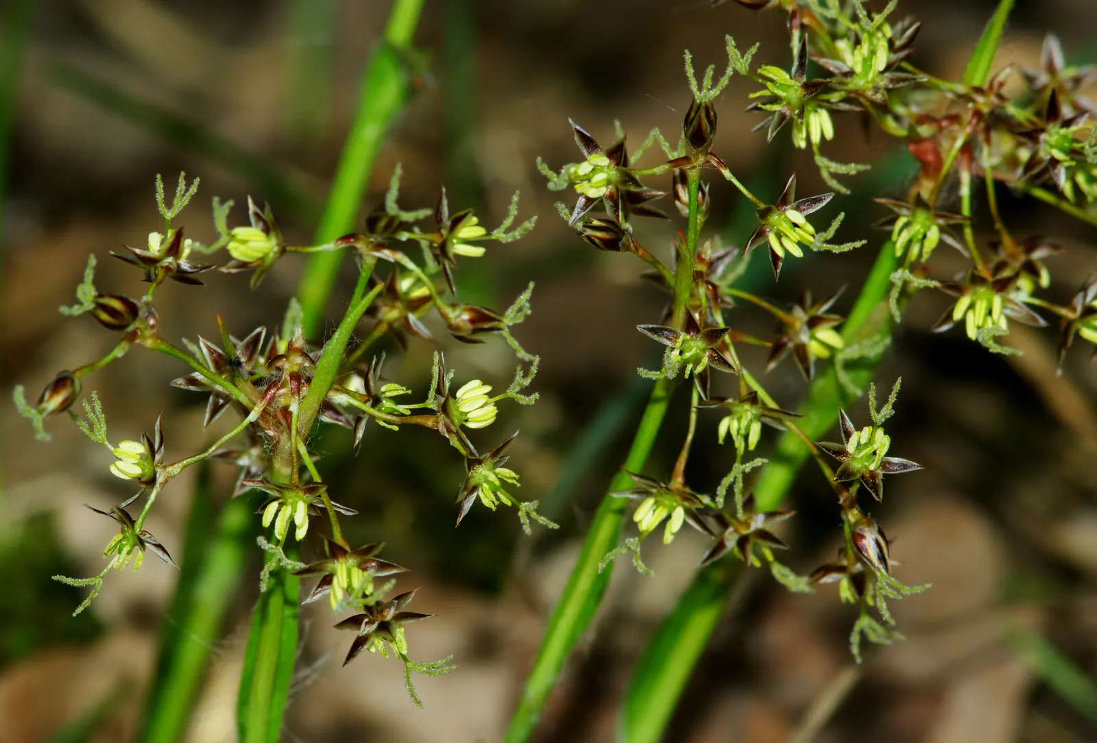 Hairy Wood Rush (Luzula Pilosa) — preferring a soil that is moist but well-drained; it features tufts of grass-like