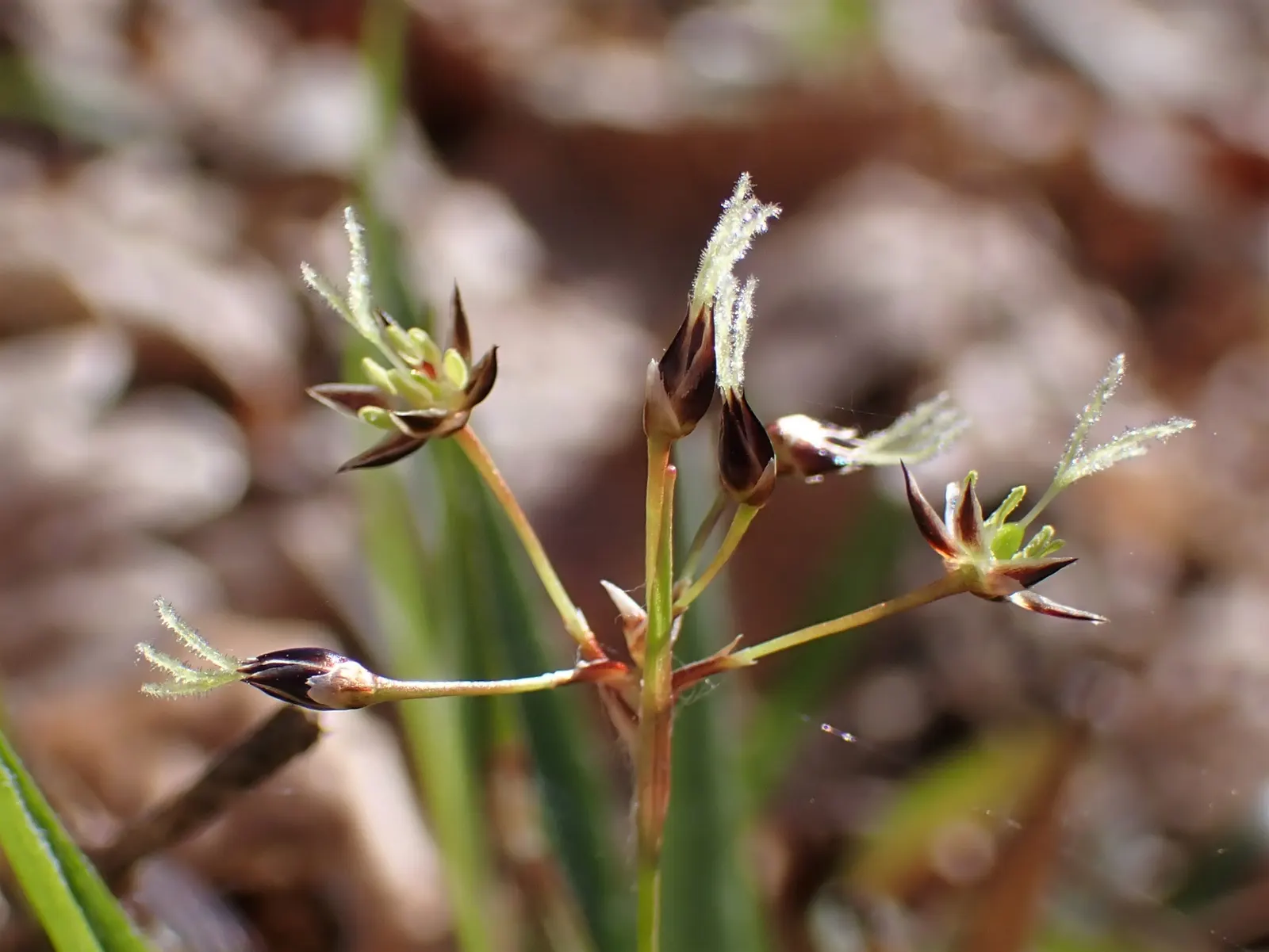 Hairy Wood Rush (Luzula Pilosa) — is a perennial grass-like species that offers a lush