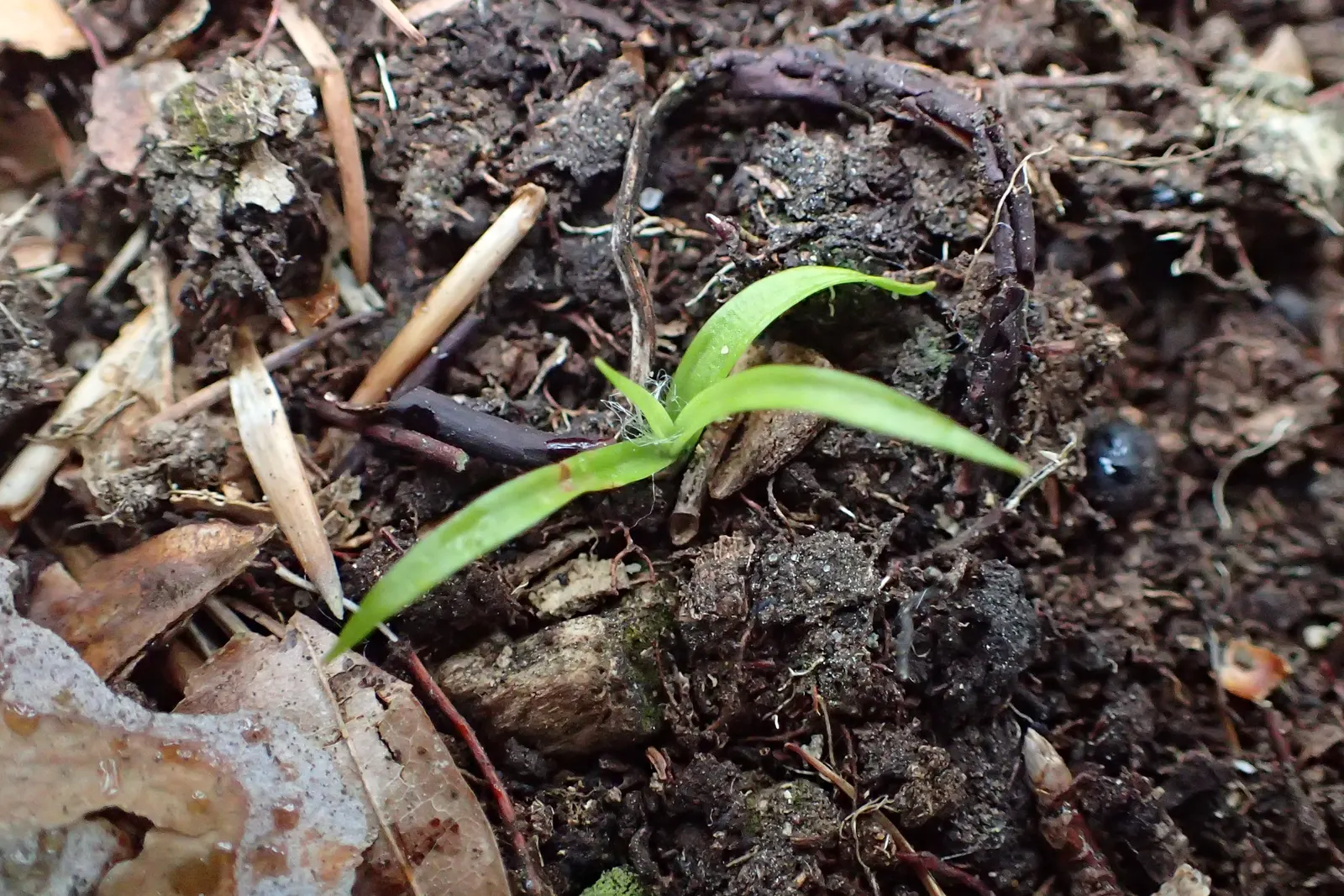 Hairy Wood Rush (Luzula Pilosa) — It features tufts of grass-like; textured groundcover in the landscape garden, image 56