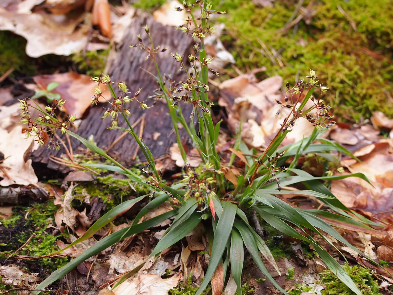 Hairy Wood Rush (Luzula Pilosa) — commonly referred to as Hairy Wood Rush