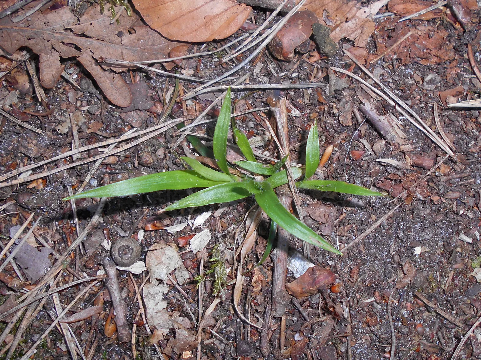 Hairy Wood Rush (Luzula Pilosa) — The Hairy Wood Rush (Luzula pilosa) is a shade-tolerant perennial, ideal for woodland aesthetics