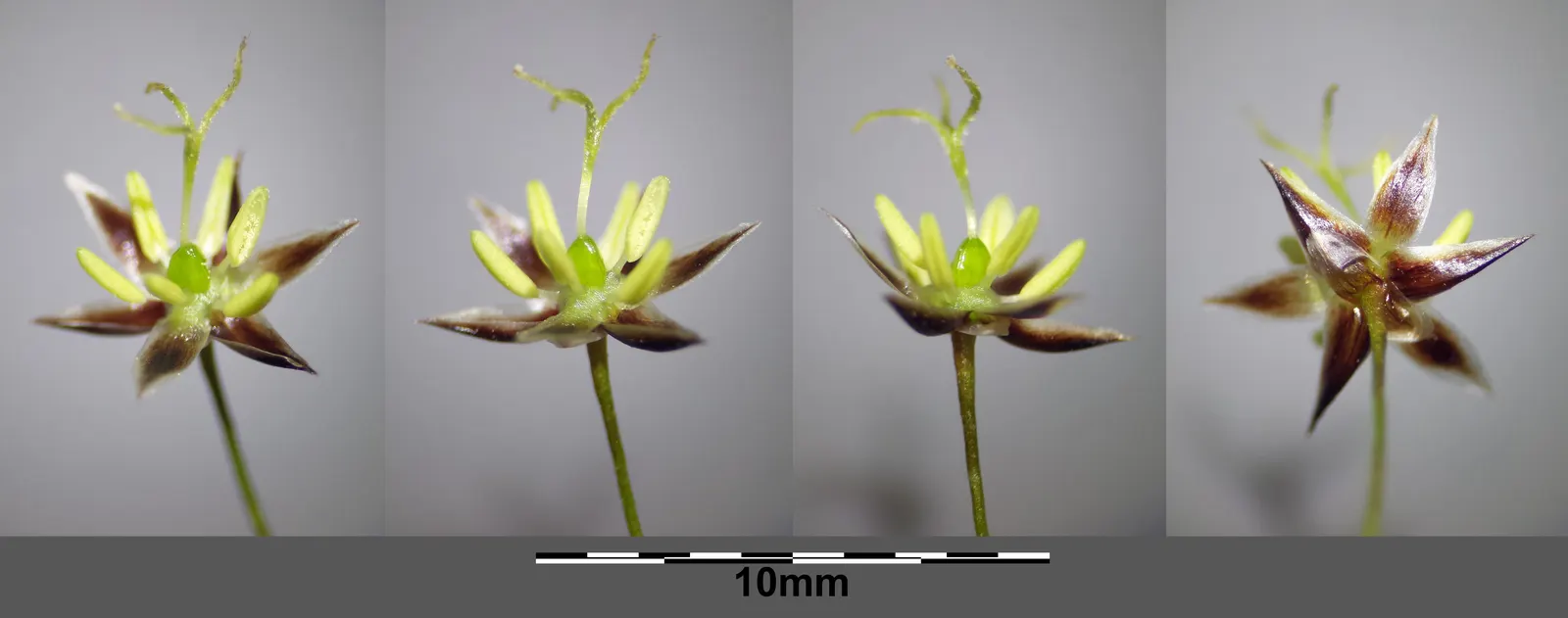 Hairy Wood Rush (Luzula Pilosa) — grass for full or half or shade