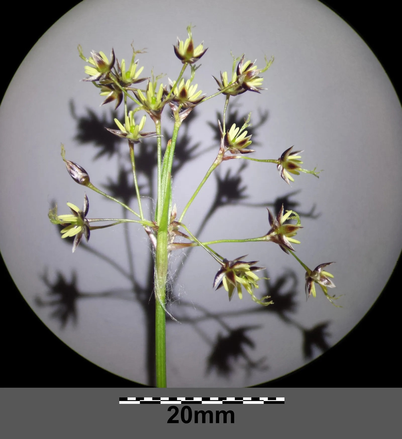 Hairy Wood Rush (Luzula Pilosa) — Although the blossoms might not be particularly showy