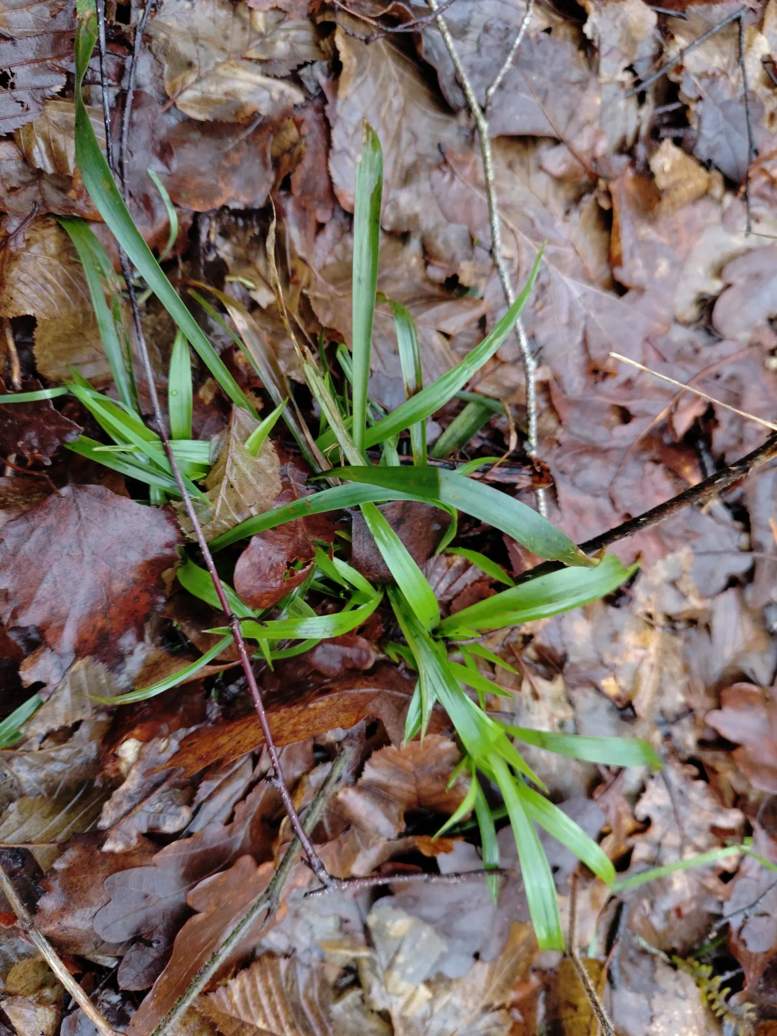 Hairy Wood Rush (Luzula Pilosa) — they add a subtle charm and natural feel to woodland settings; the leaves can spread outwards