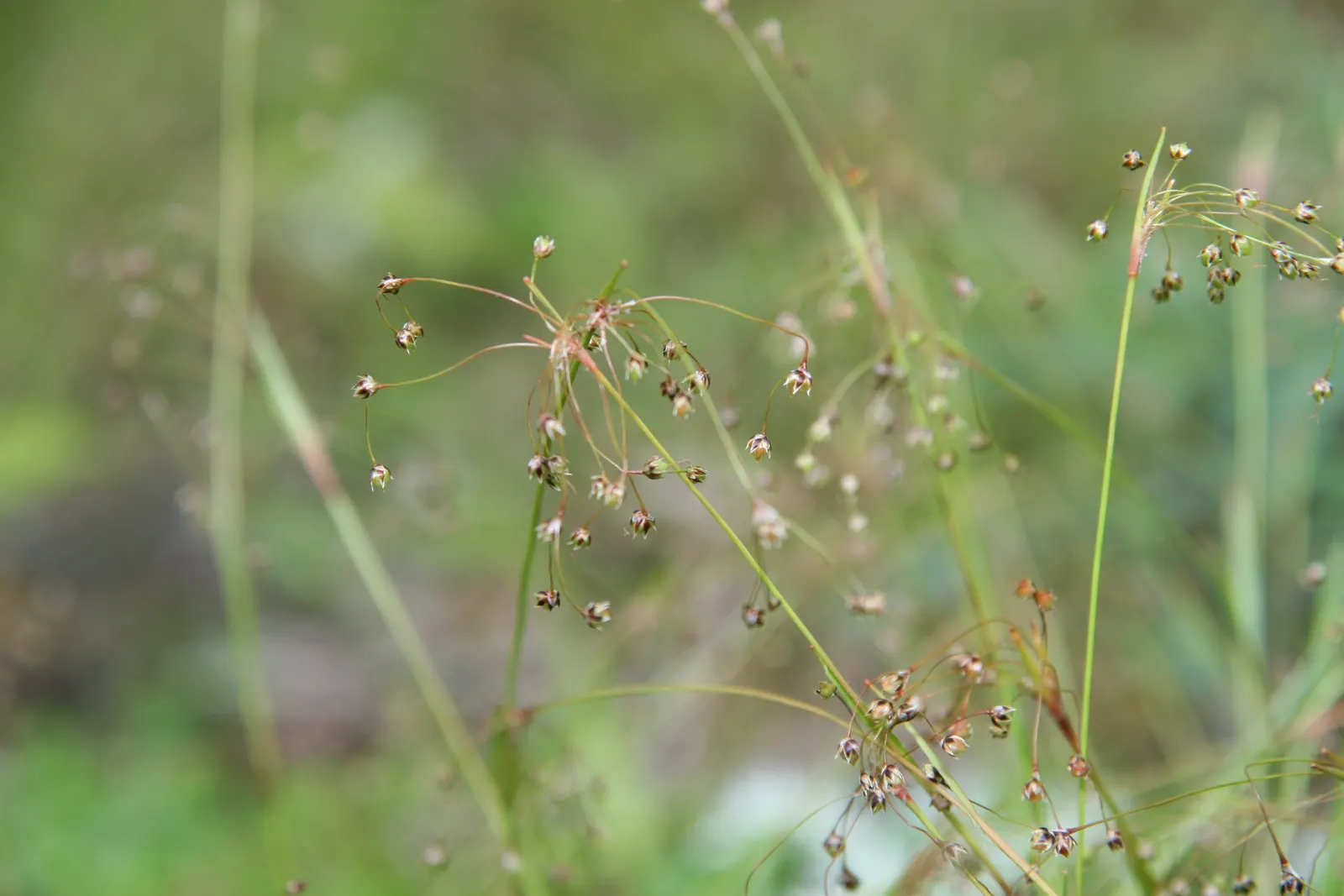 Hairy Wood Rush (Luzula Pilosa) — growing up to 12 inches tall and wide