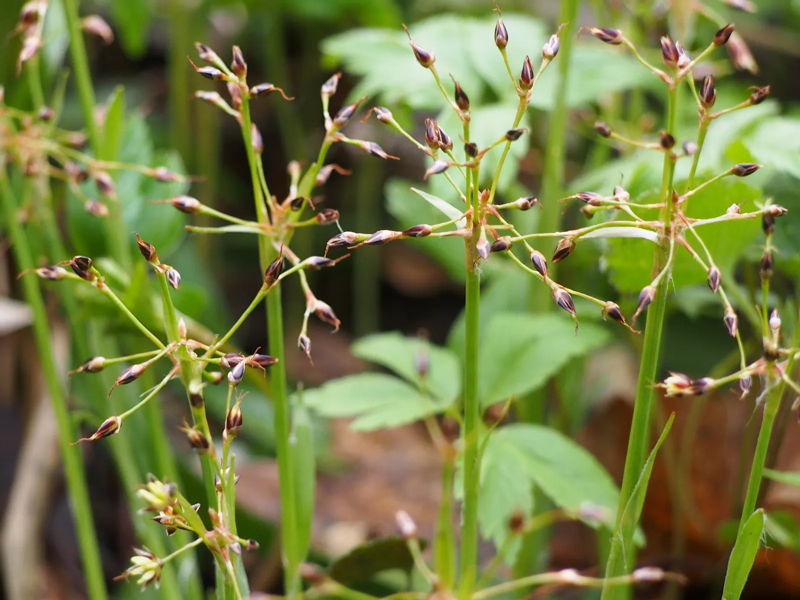 Hairy Wood Rush (Luzula Pilosa) — dark green leaves that grow to typically about 12 inches in height; thrives under partial to full shade, image 67