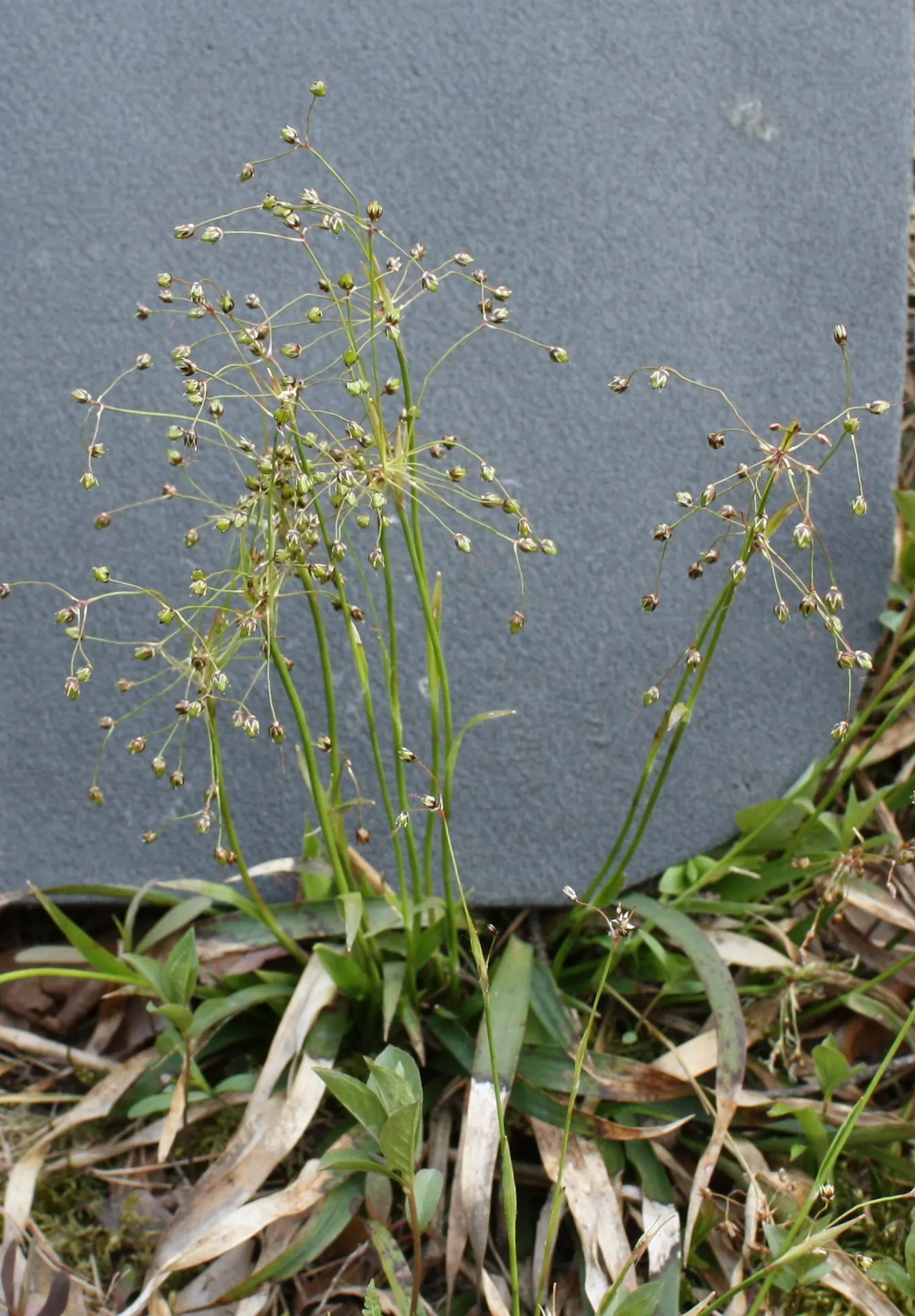 Hairy Wood Rush (Luzula Pilosa) — and offers low-maintenance ground cover or edge plantings for naturalized areas; grass with white blooms