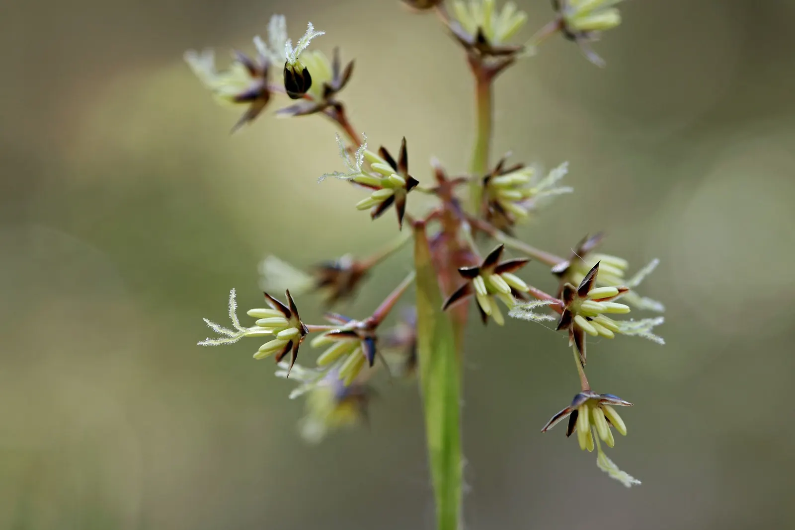 Hairy Wood Rush (Luzula Pilosa) — grass with white blooms; although the blossoms might not be particularly showy