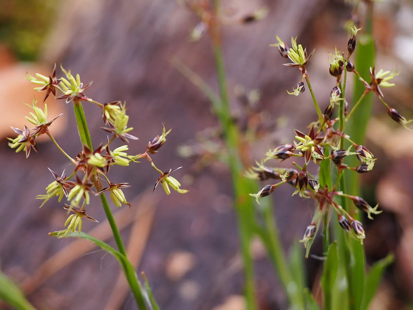 Hairy Wood Rush (Luzula Pilosa) — is a perennial grass-like species that offers a lush; dark green leaves that grow to typically about 12 inches in, image 64