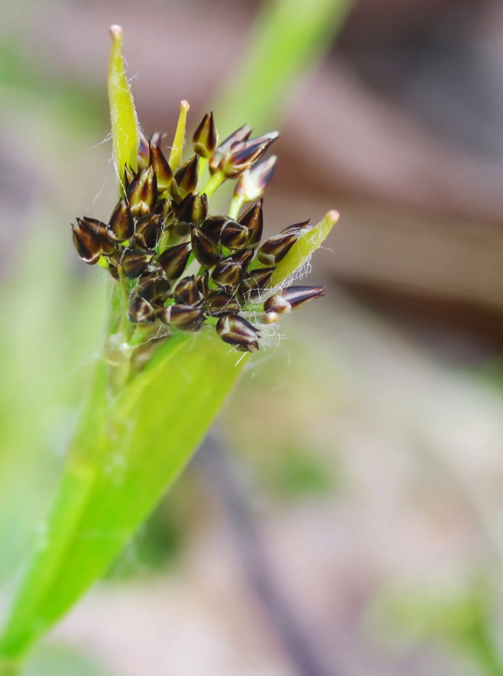 Hairy Wood Rush (Luzula Pilosa) — is a perennial grass-like species that offers a lush; dark green leaves that grow to typically about 12 inches in height