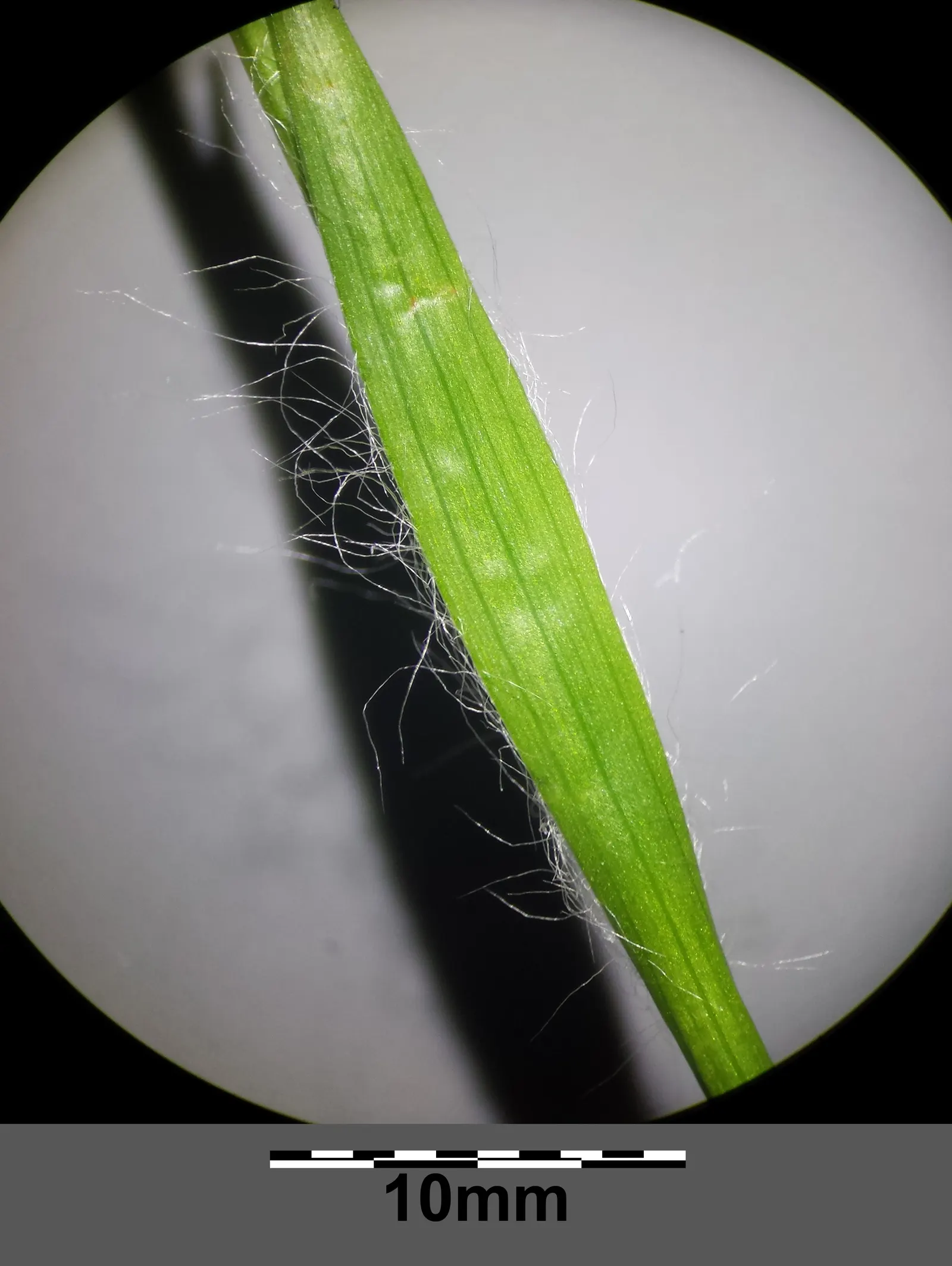 Hairy Wood Rush (Luzula Pilosa) — it prefers well-drained soil