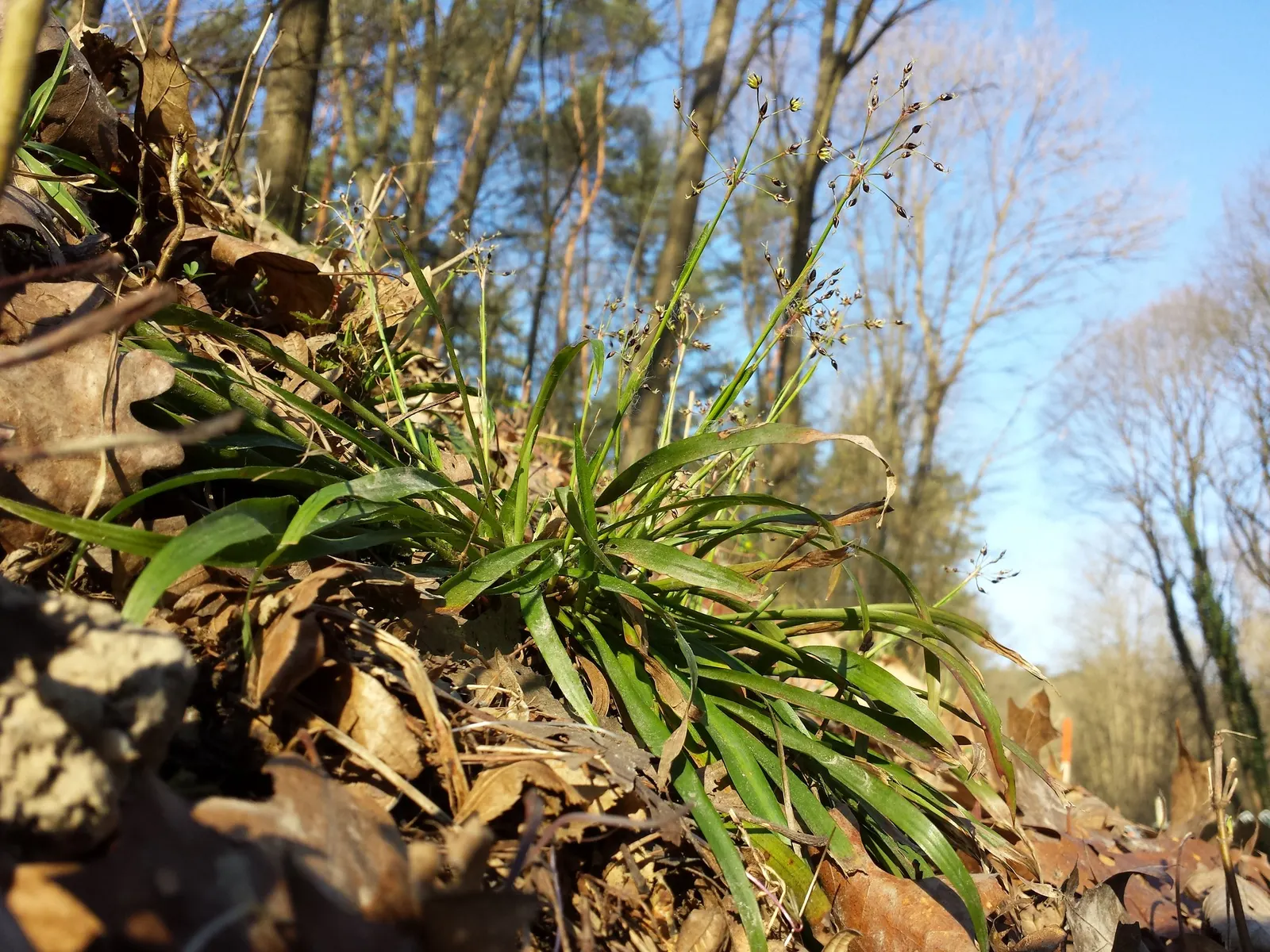Hairy Wood Rush (Luzula Pilosa) — where it can provide contrast to flowering plants or ferns.<br><br>For a successful landscape design