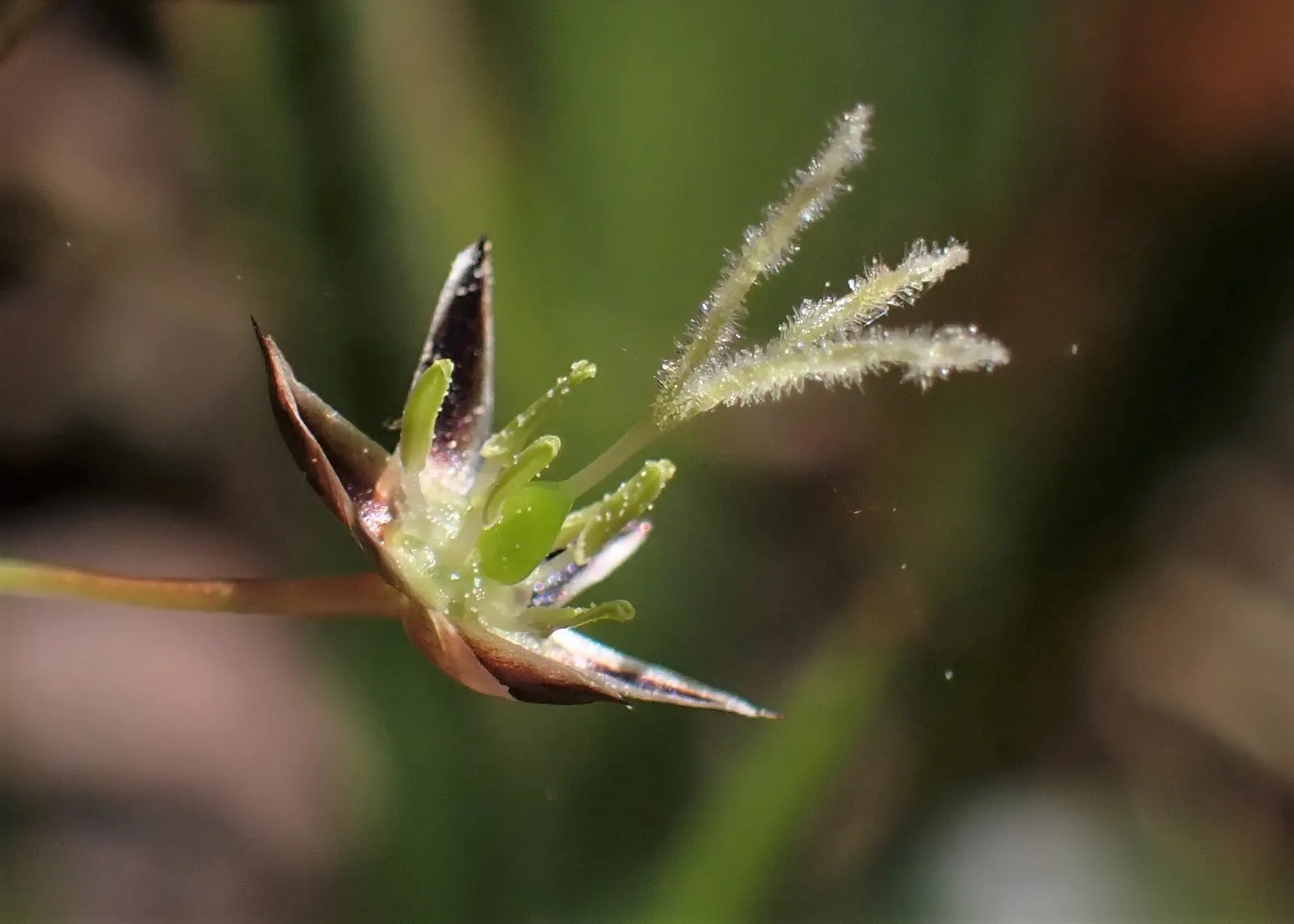 Hairy Wood Rush (Luzula Pilosa) — often reaching about 8 to 12 inches in diameter; the Hairy Wood Rush (Luzula pilosa) is a shade-tolerant perennial, ideal for