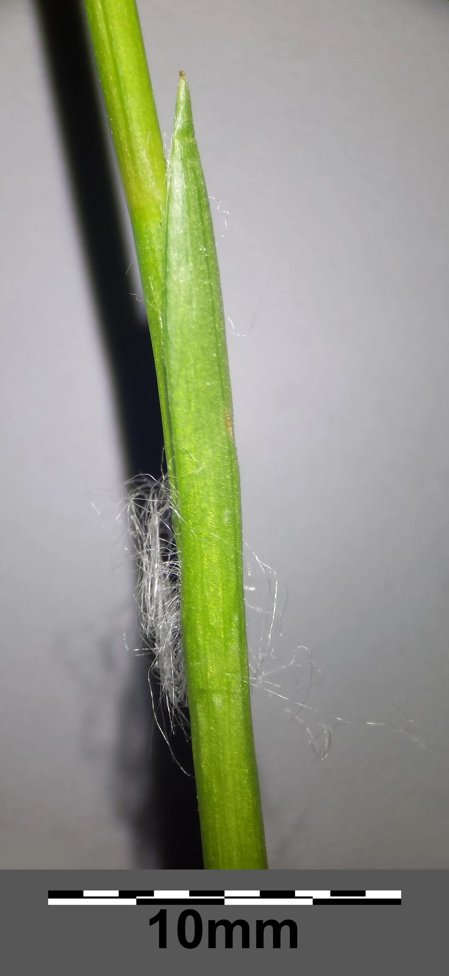 Hairy Wood Rush (Luzula Pilosa) — It's particularly well-suited for shaded borders