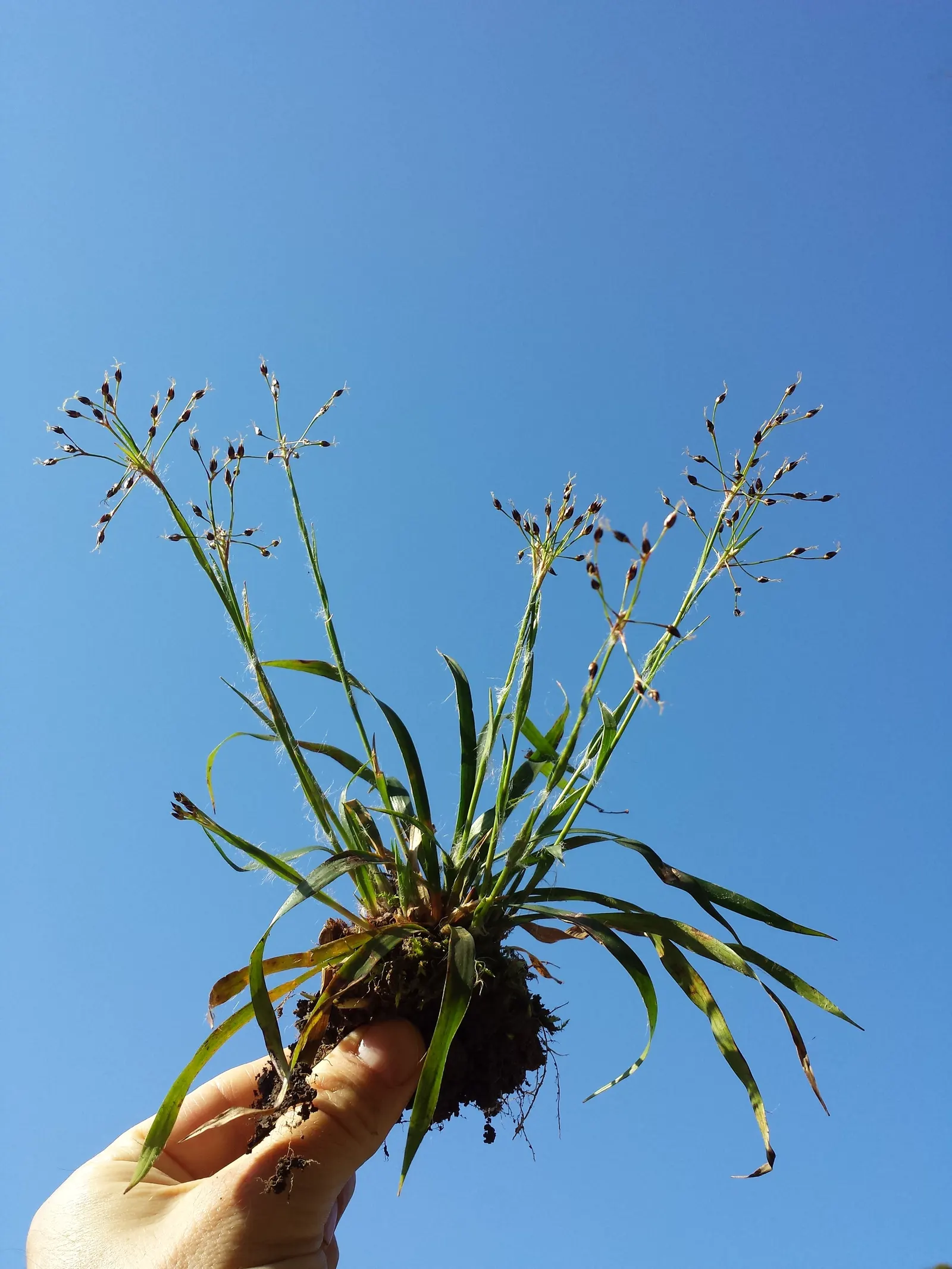 Hairy Wood Rush (Luzula Pilosa) — and offers low-maintenance ground cover or edge plantings for naturalized areas; grass with white blooms, image 62
