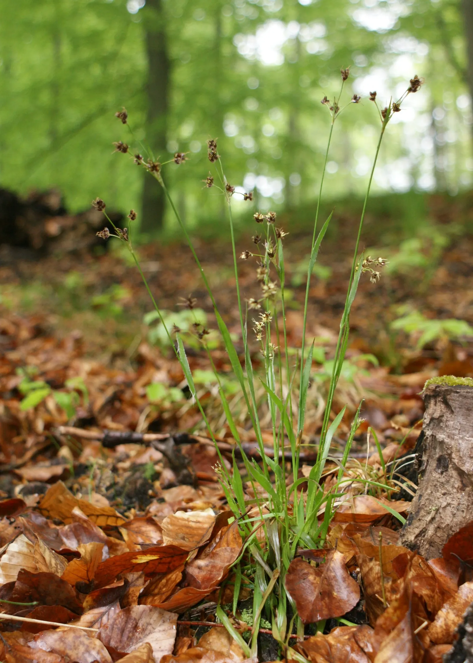 Hairy Wood Rush (Luzula Pilosa) — and woodland understories