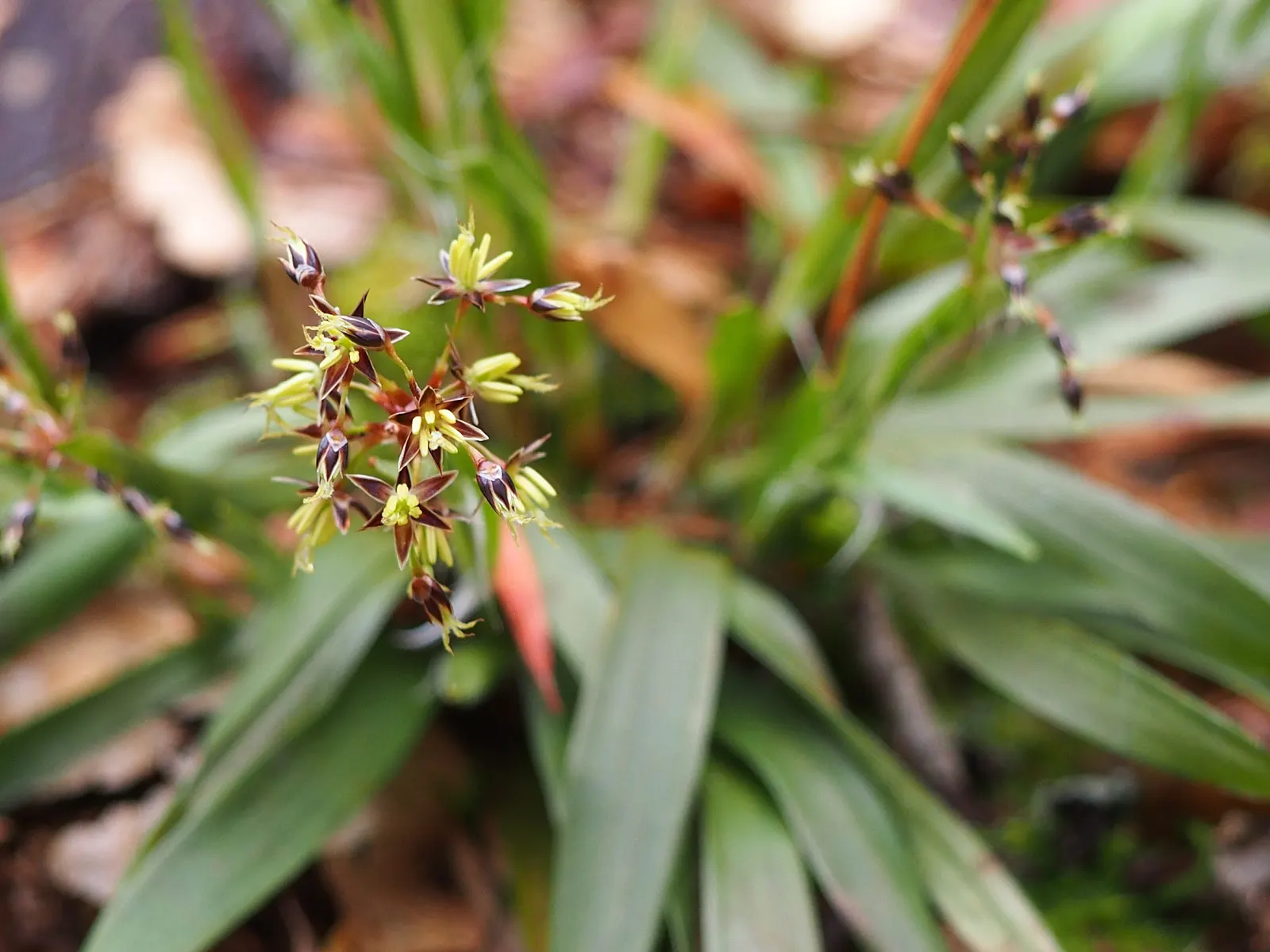 Hairy Wood Rush (Luzula Pilosa) — inviting element in a garden year-round