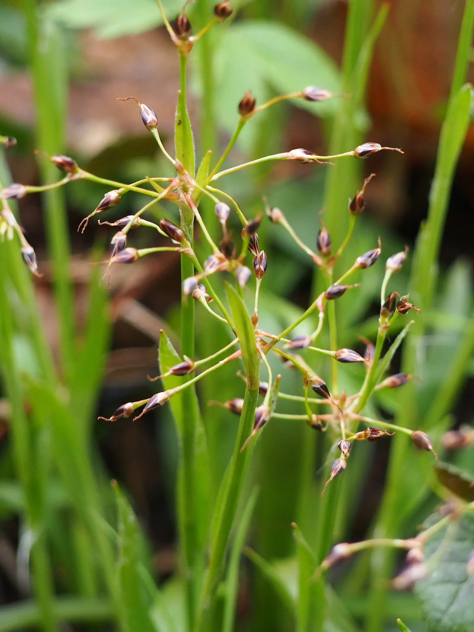 Hairy Wood Rush (Luzula Pilosa) — thrives under partial to full shade; these flowers are typically around 18 inches tall and are supported by, image 61